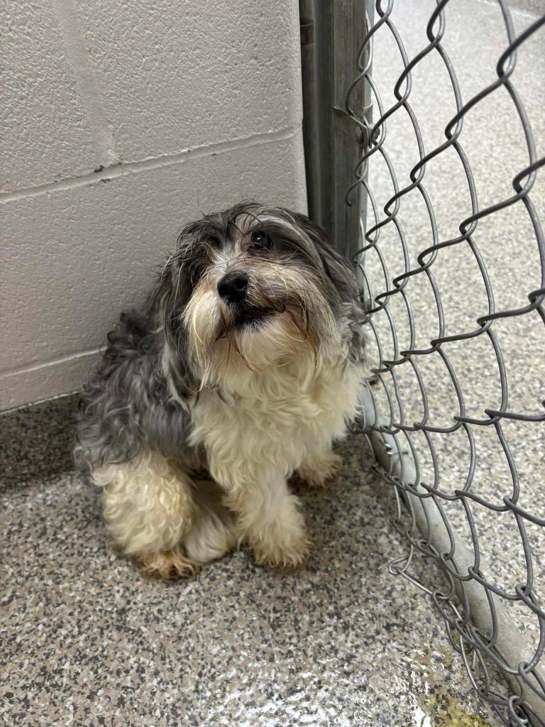 Enlarge Chromium, a Adoptable Shih Tzu in Van Wert, OH image 1/1