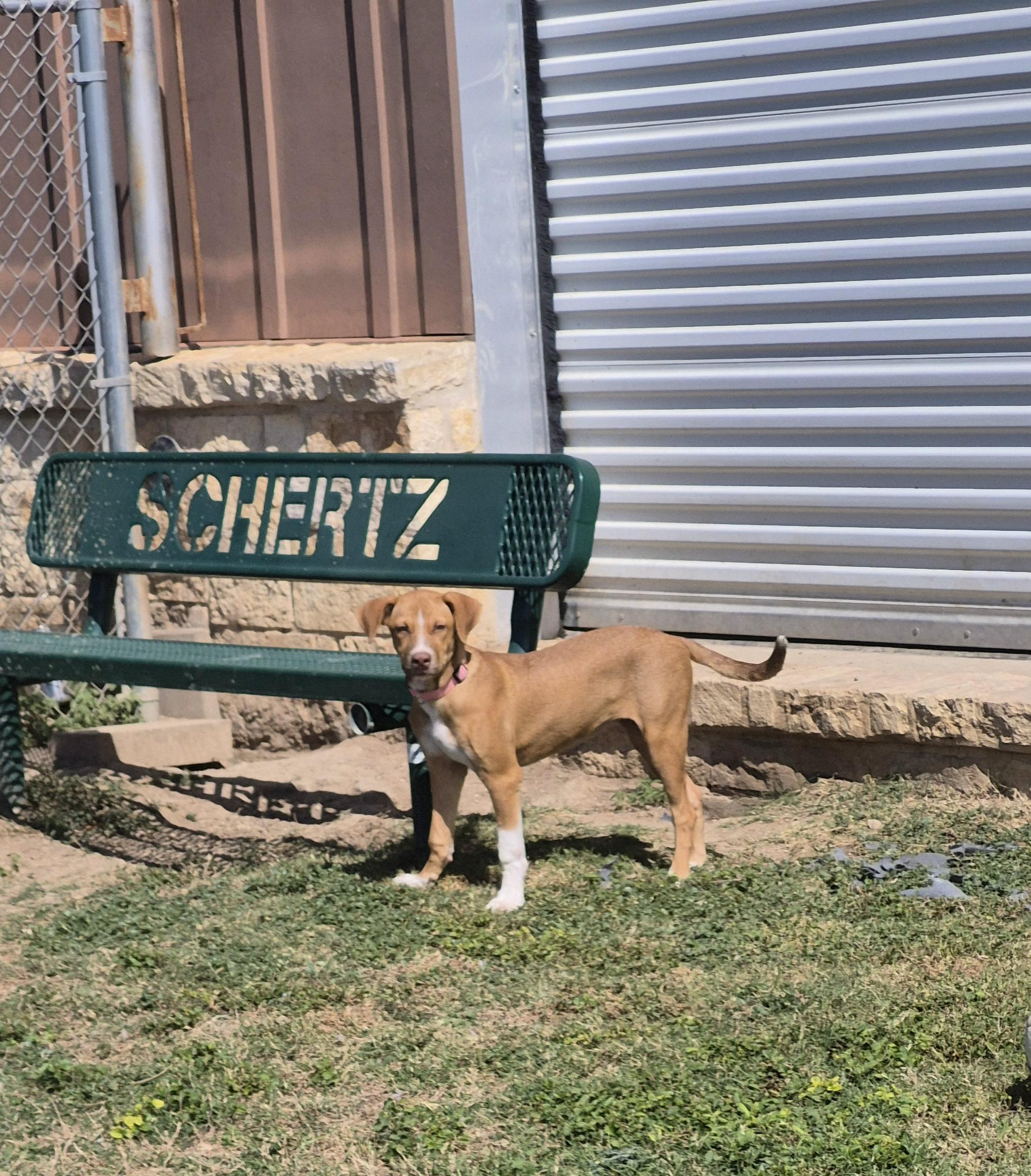 Enlarge Churro, a Adoptable Mixed Breed in Schertz, TX image 4/4