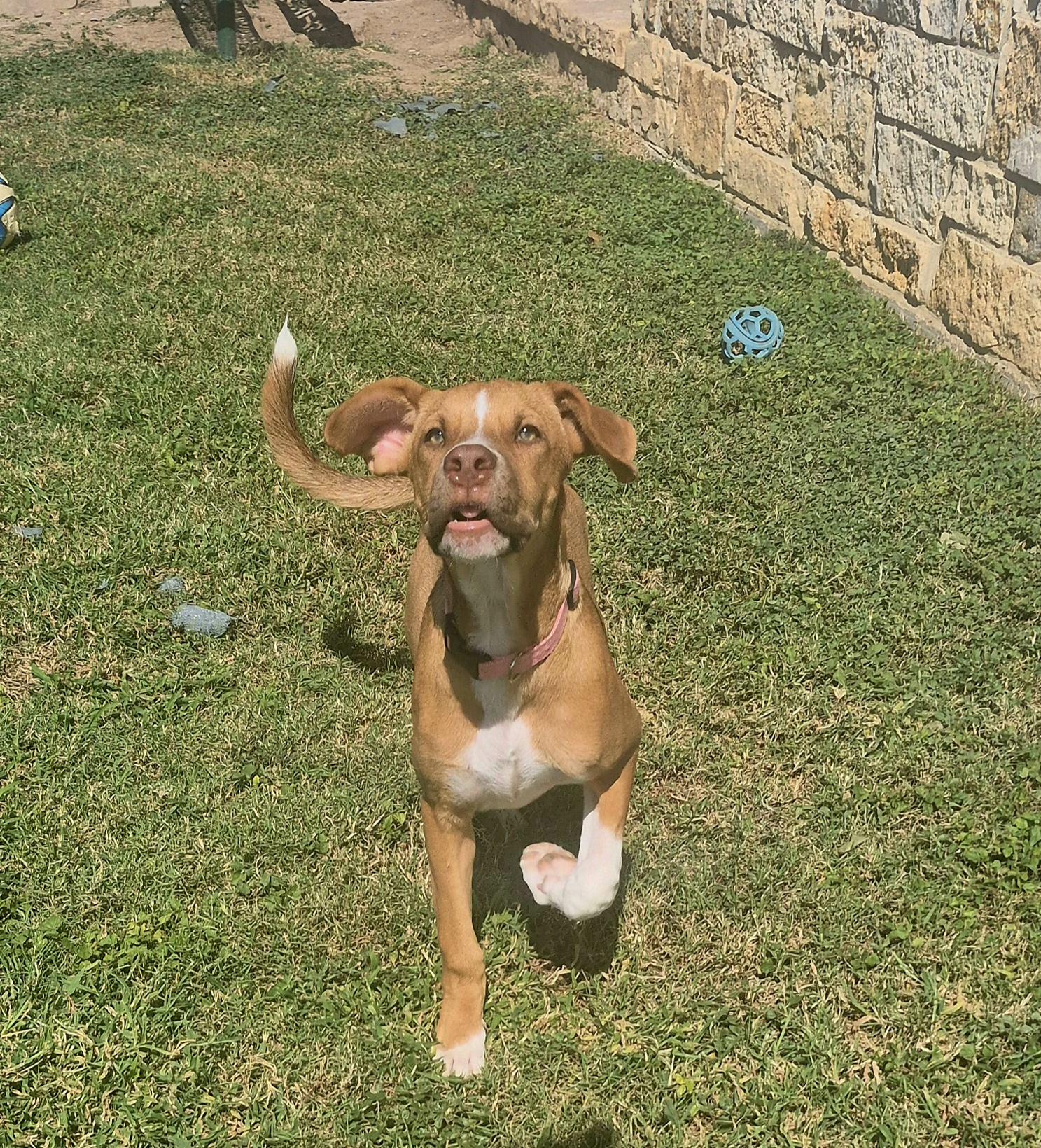Enlarge Churro, a Adoptable Mixed Breed in Schertz, TX image 2/4