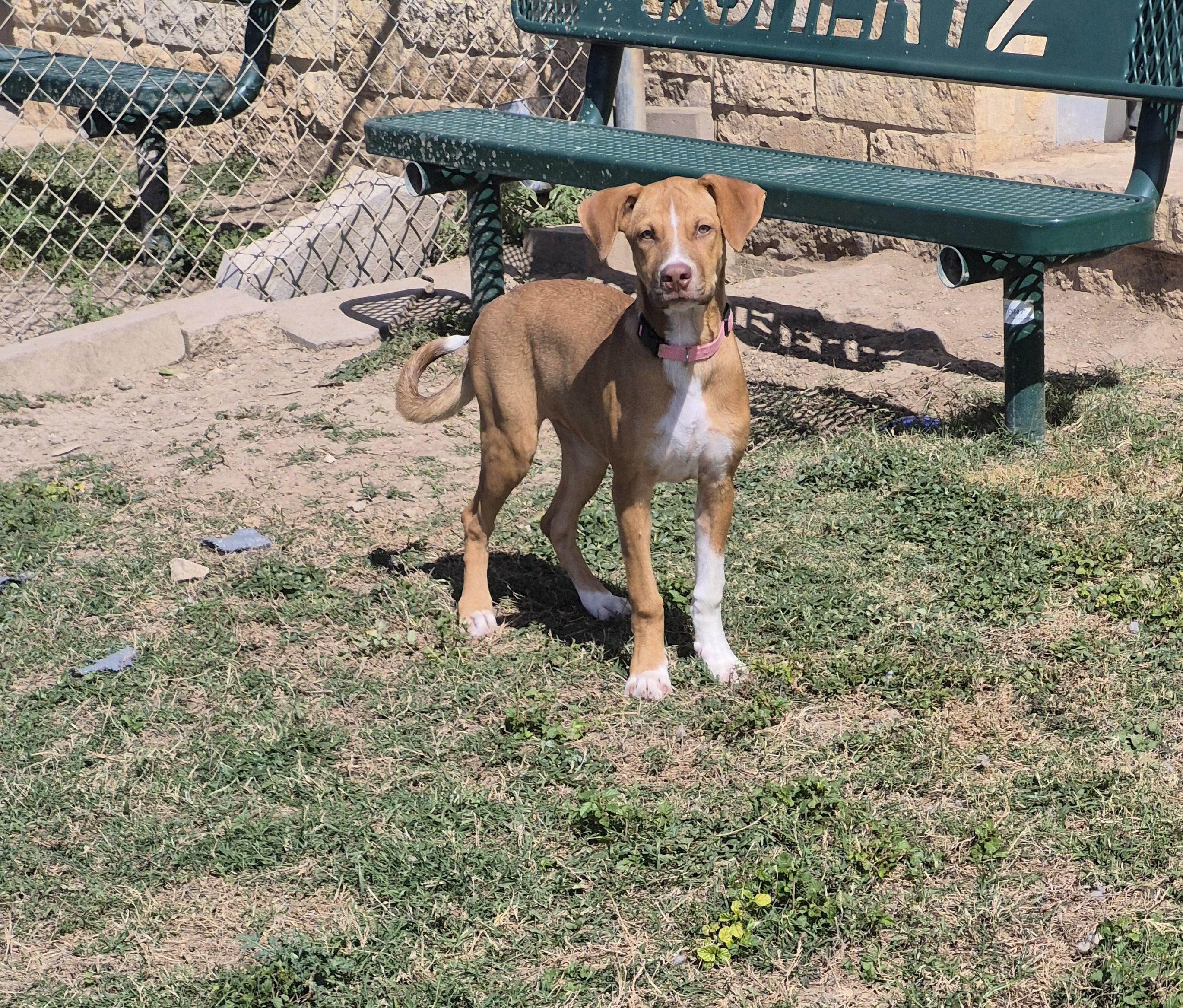 Enlarge Churro, a Adoptable Mixed Breed in Schertz, TX image 3/4