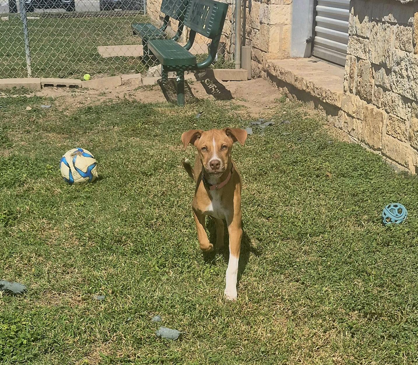 Enlarge Churro, a Adoptable Mixed Breed in Schertz, TX image 1/4