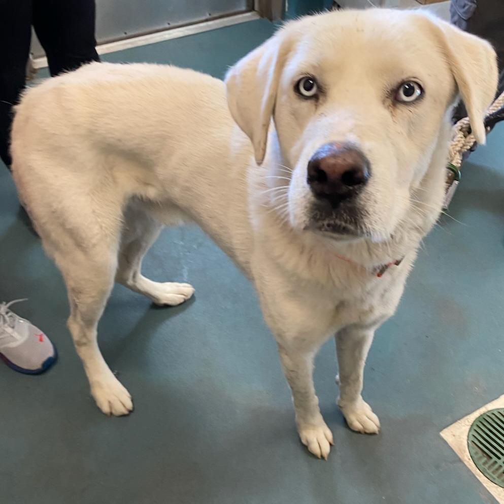 GOOFY — thumbnail 2