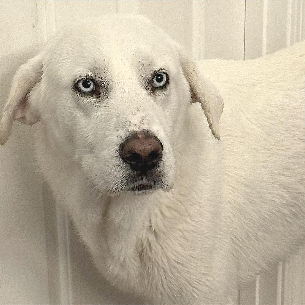 GOOFY — thumbnail 3