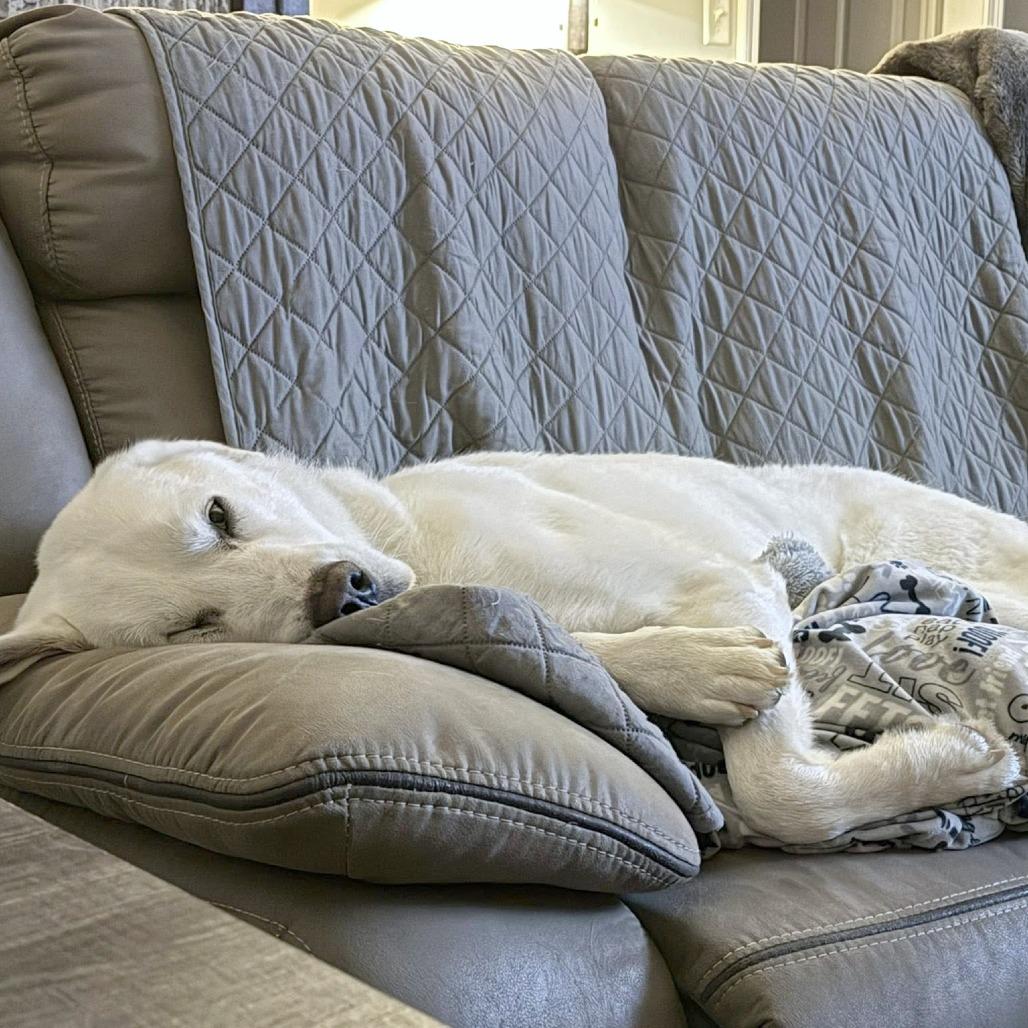 GOOFY — thumbnail 4