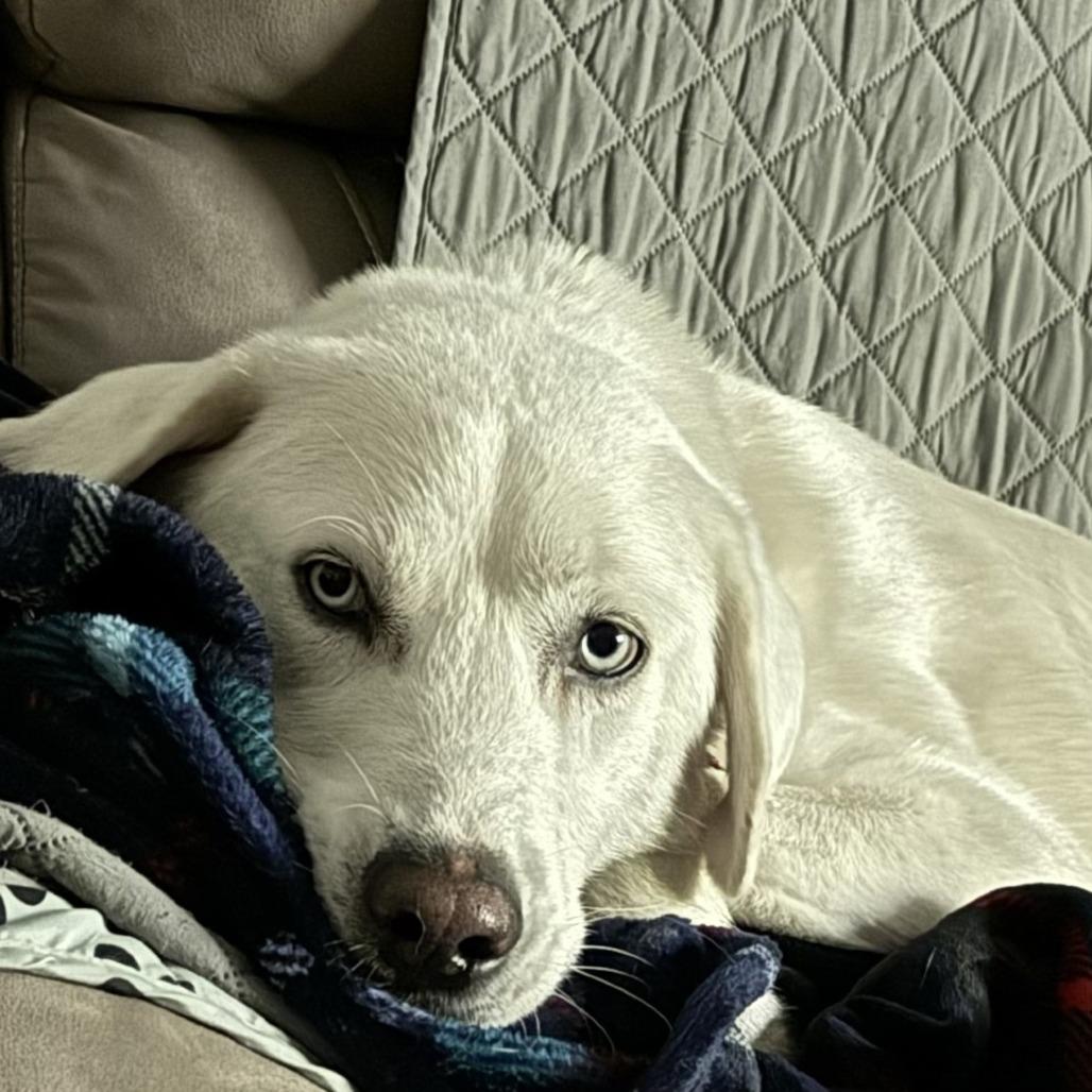 GOOFY — thumbnail 5