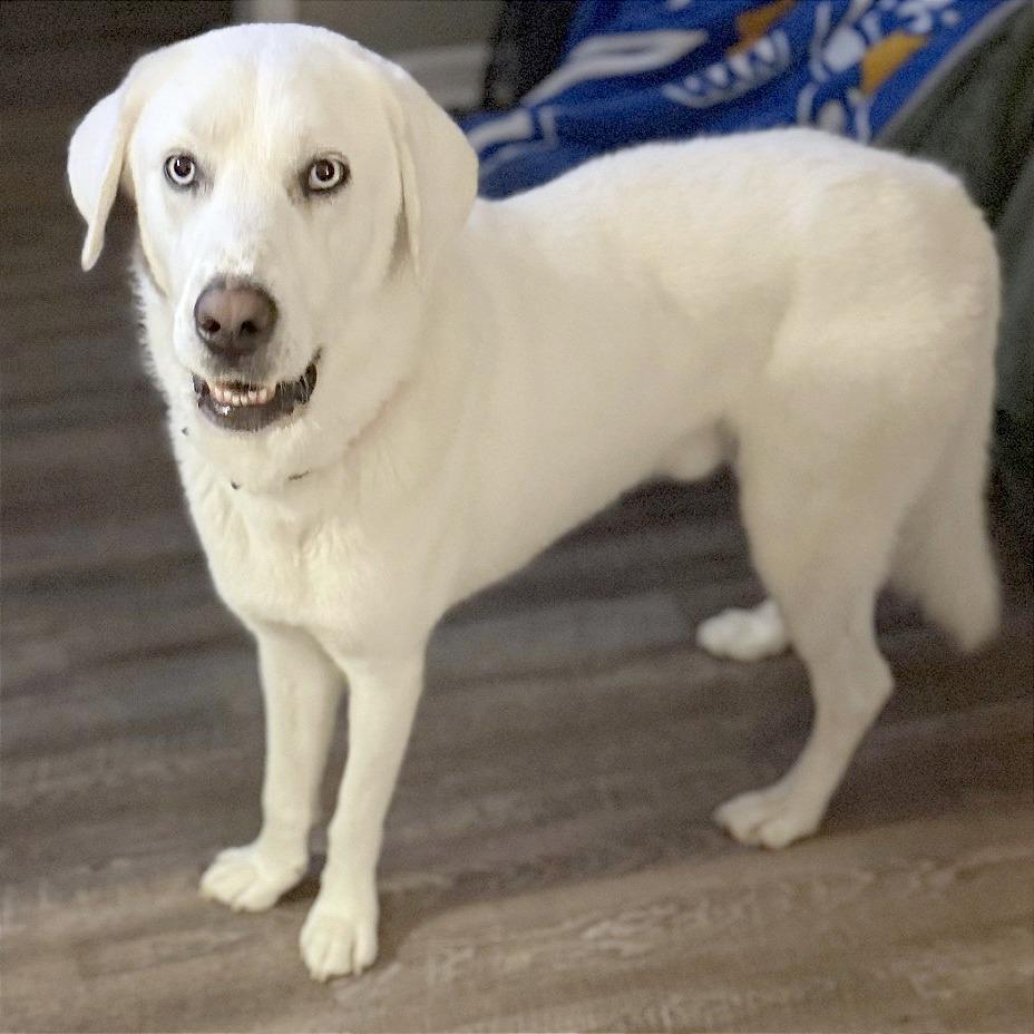 GOOFY — thumbnail 6