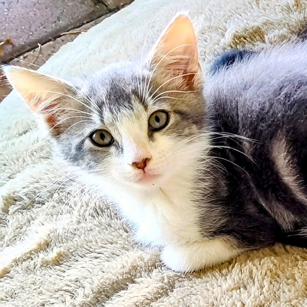 Looigee, a Adoptable Domestic Short Hair in Naples, FL image 2/6