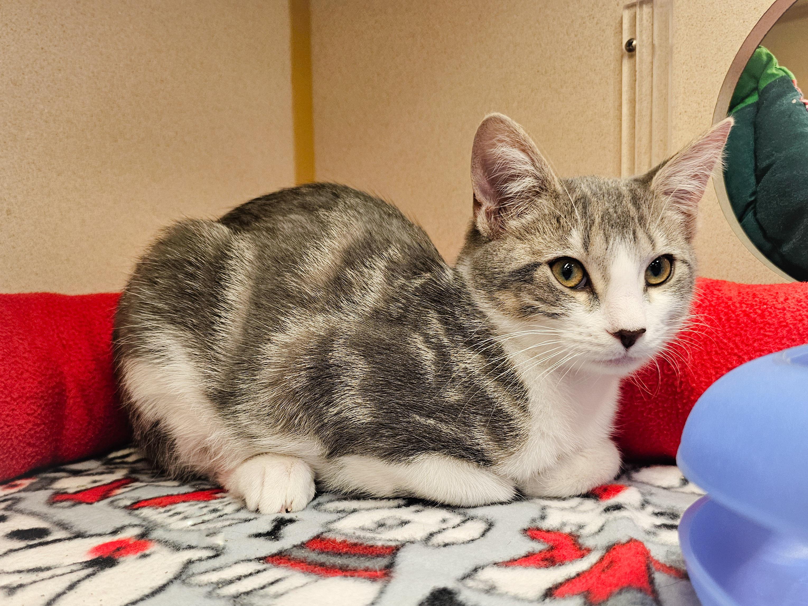 Looigee, a Adoptable Domestic Short Hair in Naples, FL image 1/6