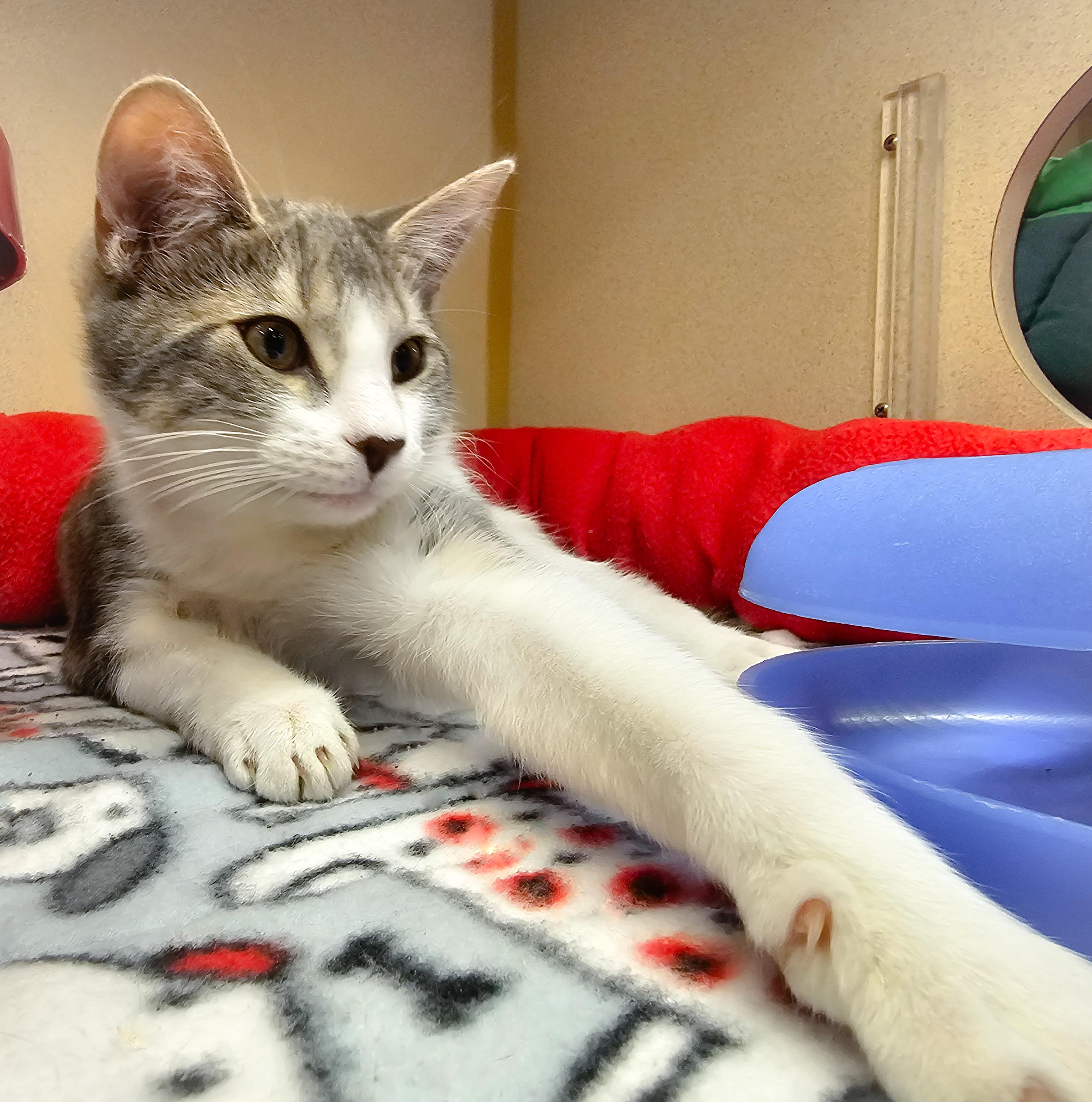 Looigee, a Adoptable Domestic Short Hair in Naples, FL image 3/6