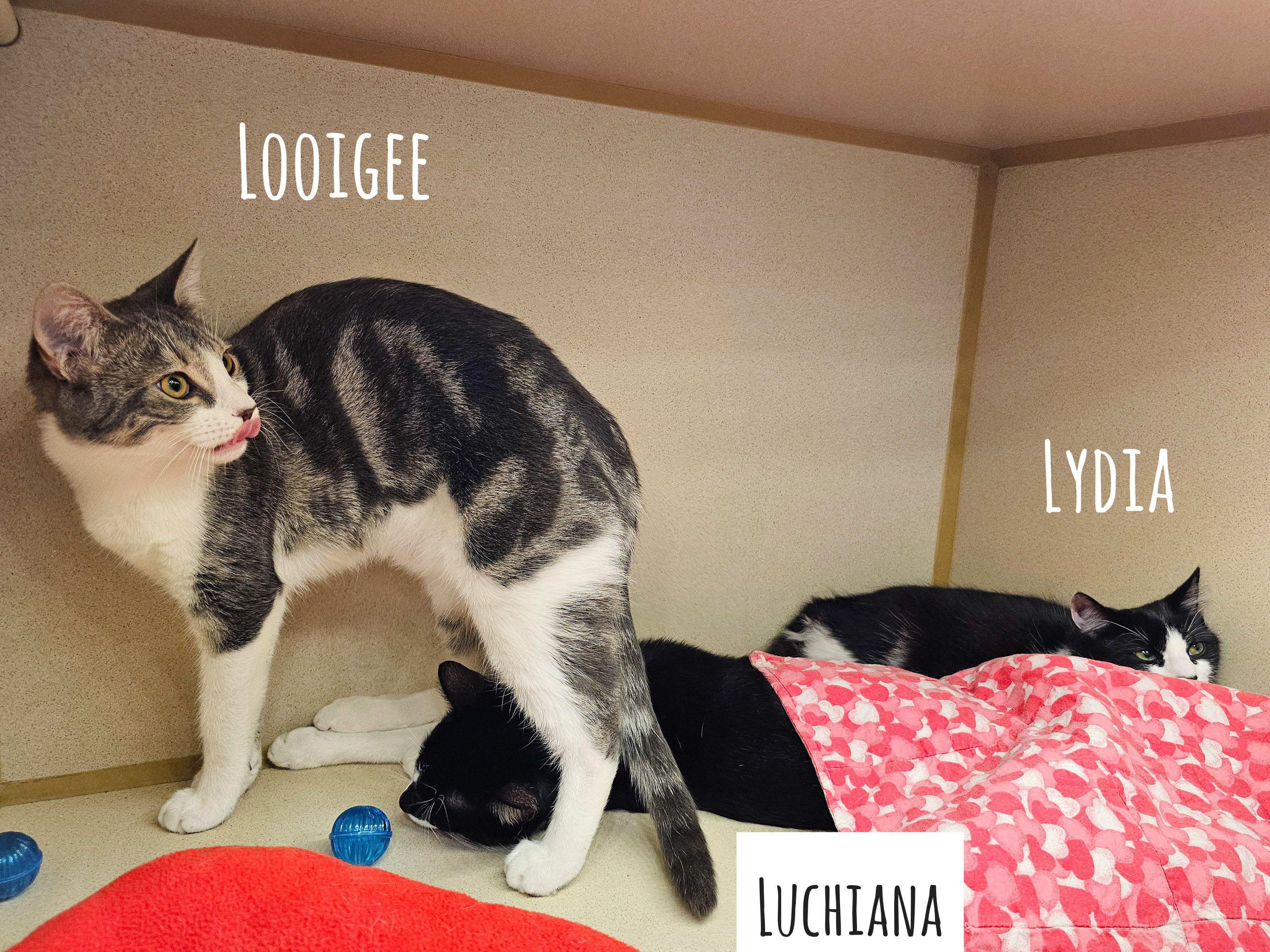 Looigee, a Adoptable Domestic Short Hair in Naples, FL image 6/6