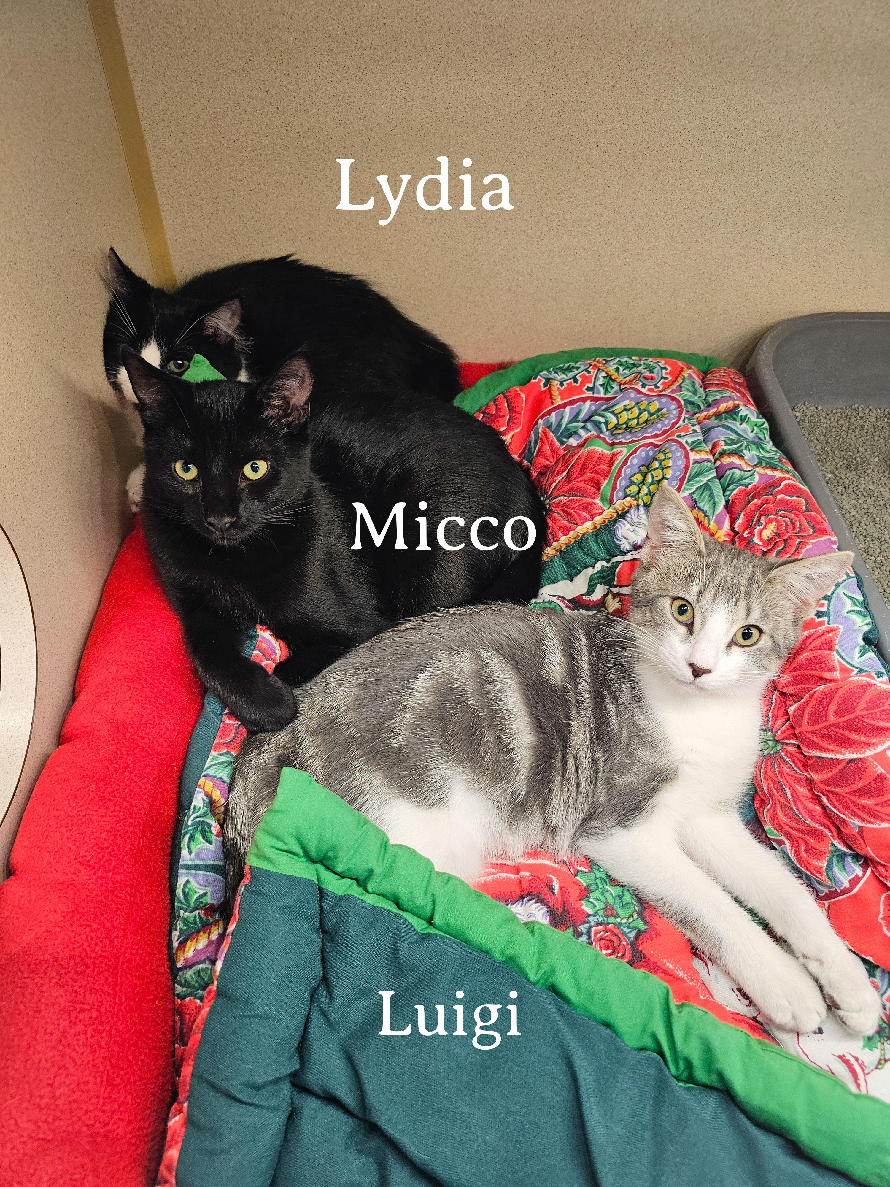 Looigee, a Adoptable Domestic Short Hair in Naples, FL image 4/6