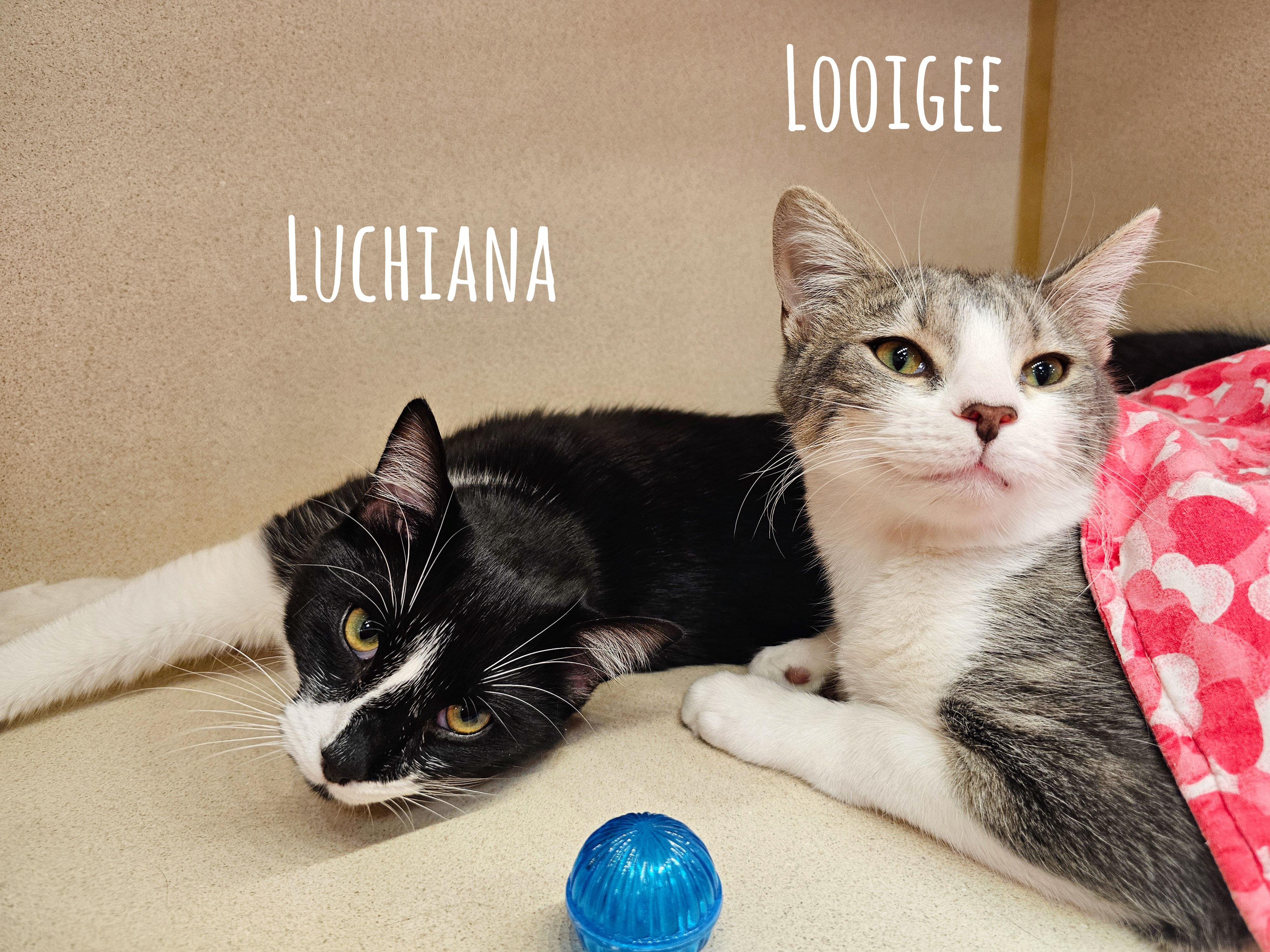 Looigee, a Adoptable Domestic Short Hair in Naples, FL image 5/6