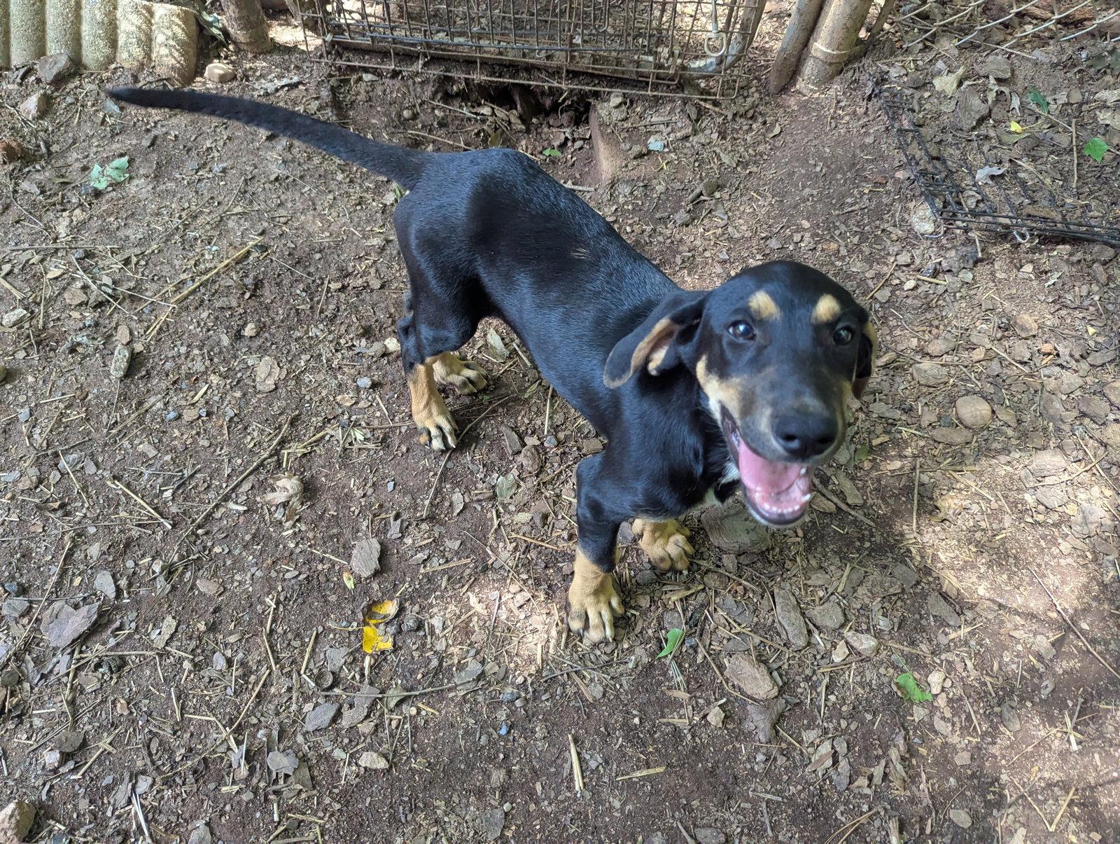 Sully, Adoptable, Young Male Hound & Bloodhound.