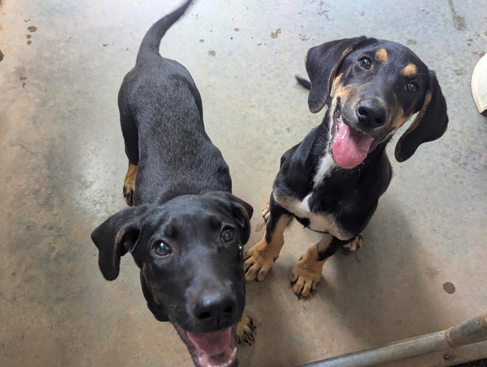 Enlarge Sully, a Adoptable mixed breed in Mc Cormick, SC image 2/3