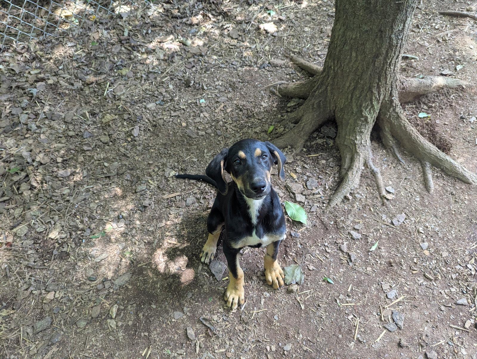 Enlarge Sully, a Adoptable mixed breed in Mc Cormick, SC image 3/3