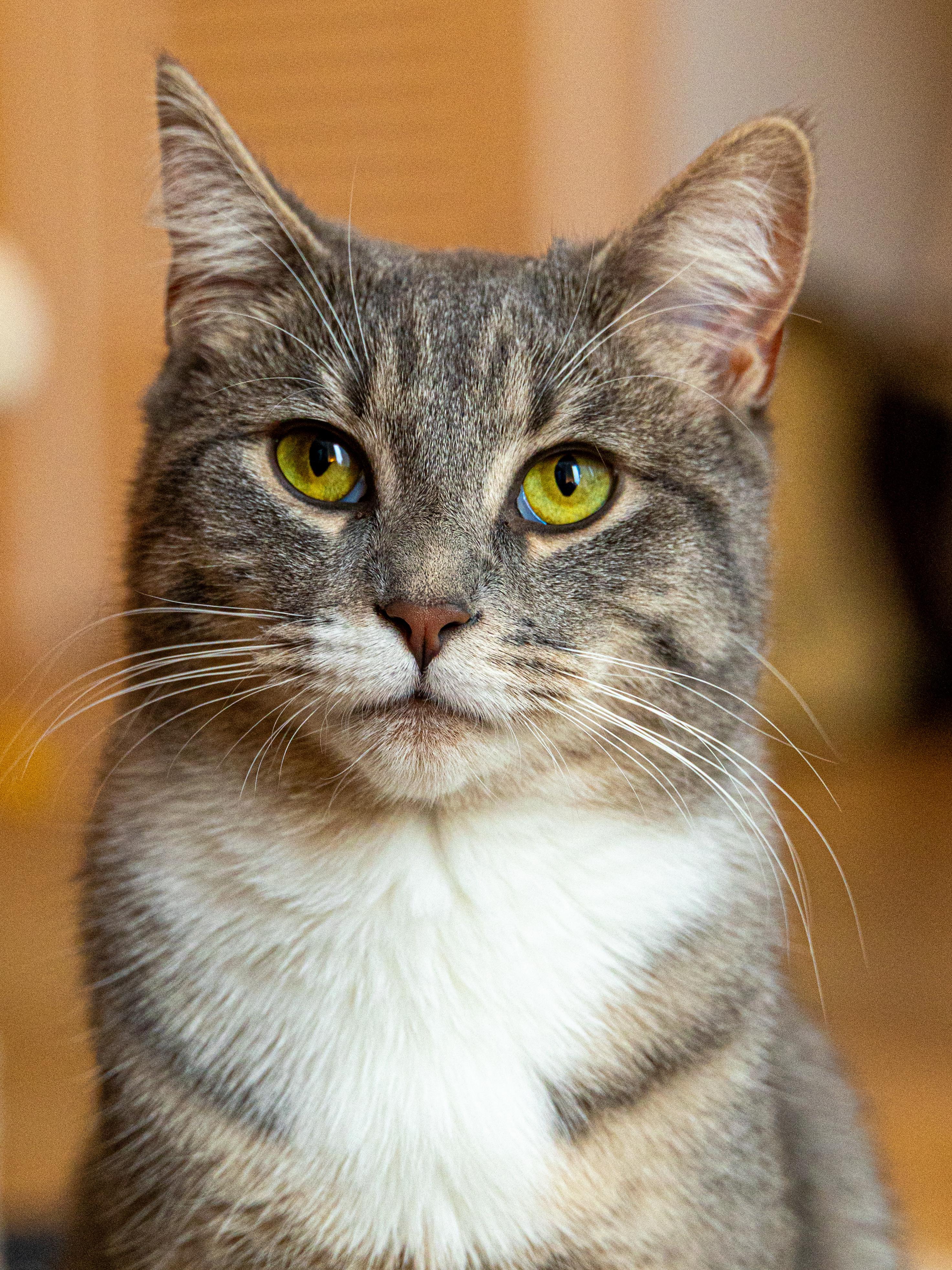 Monstera & Aloe (bonded pair), a Adoptable Domestic Short Hair in Montreal, QC image 5/6