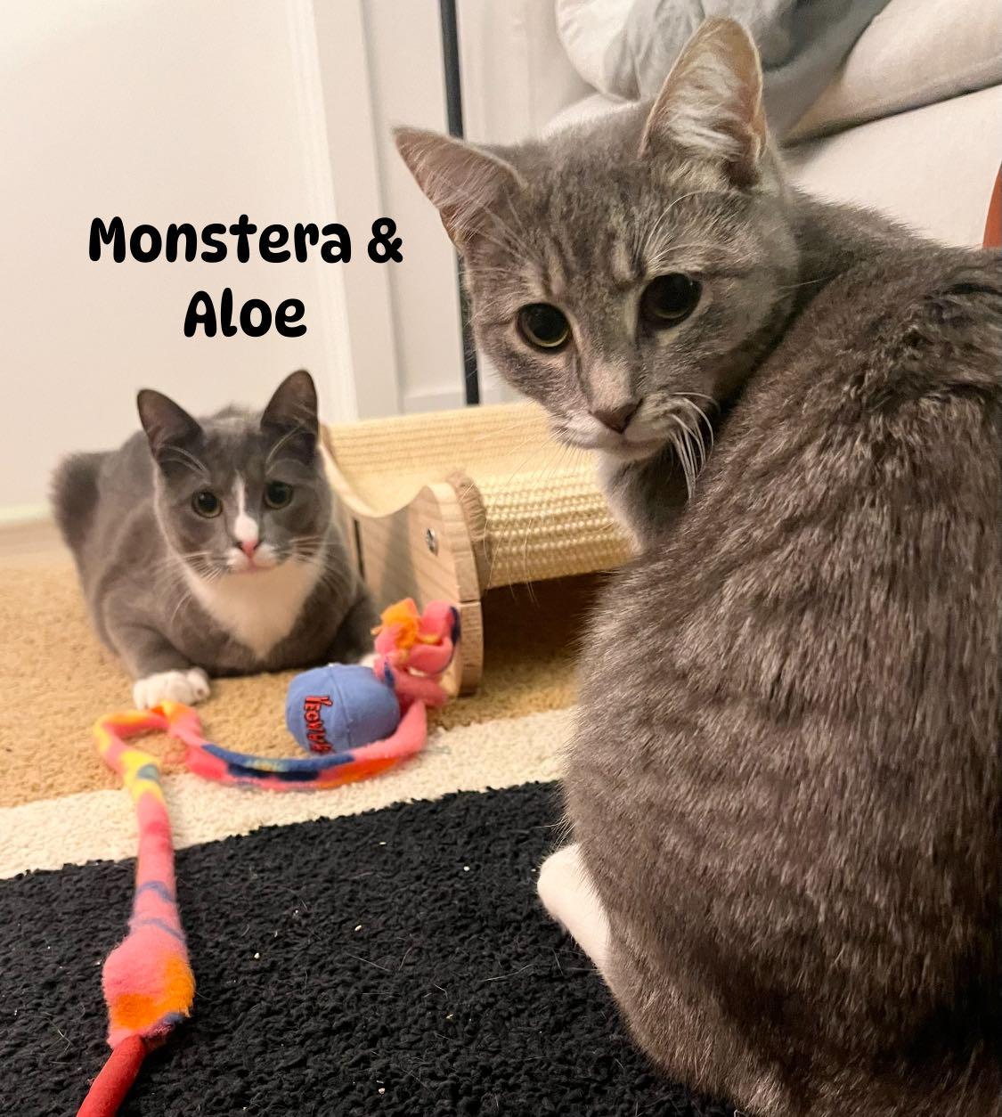 Monstera & Aloe, Adoptable, Kitten Male Domestic Short Hair.