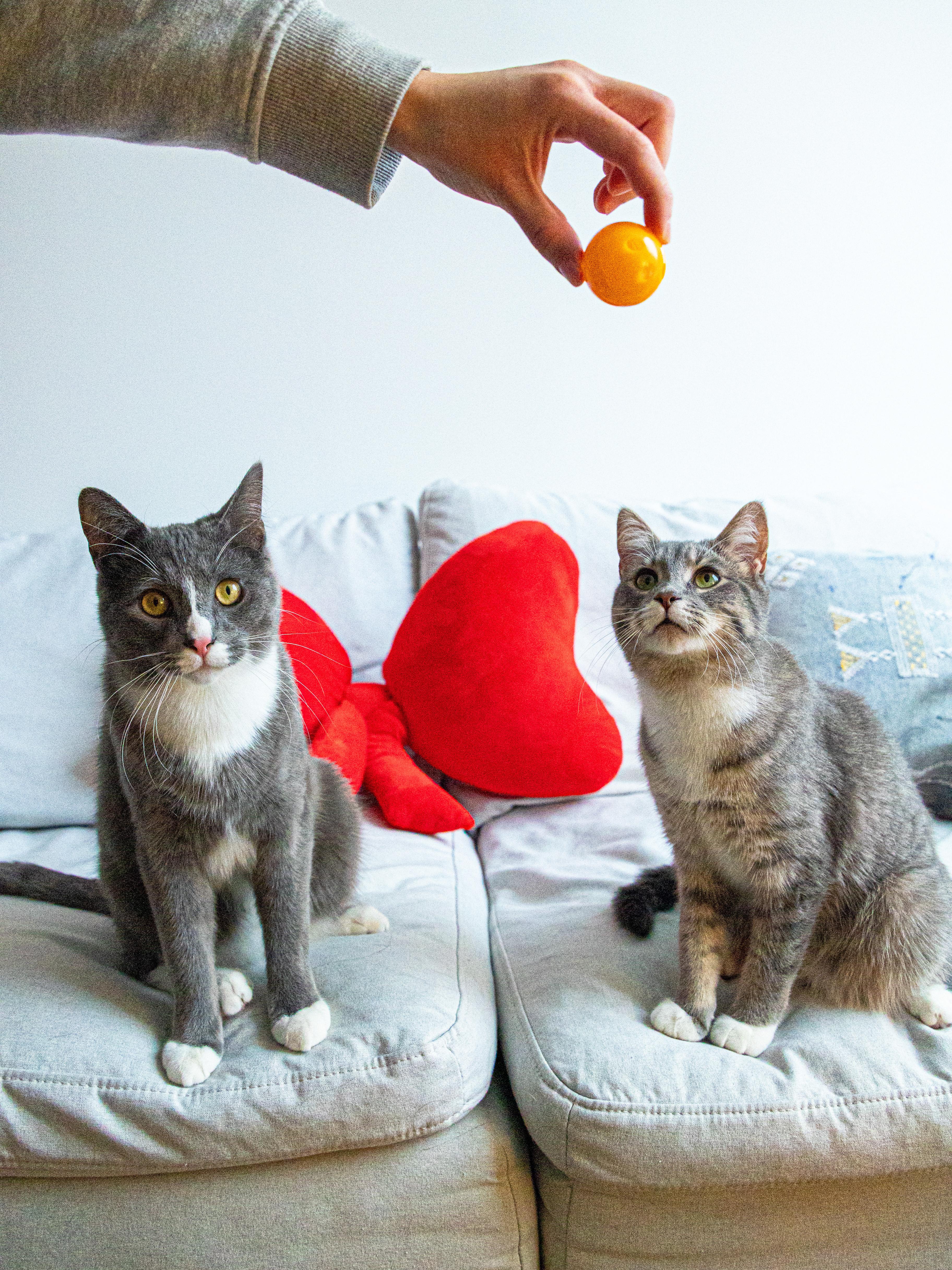 Monstera & Aloe (bonded pair), a Adoptable Domestic Short Hair in Montreal, QC image 1/6