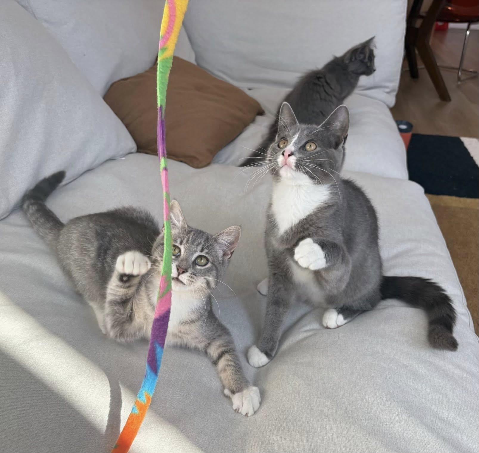 Enlarge Monstera & Aloe, a Adoptable Domestic Short Hair in Montreal, QC image 1/6