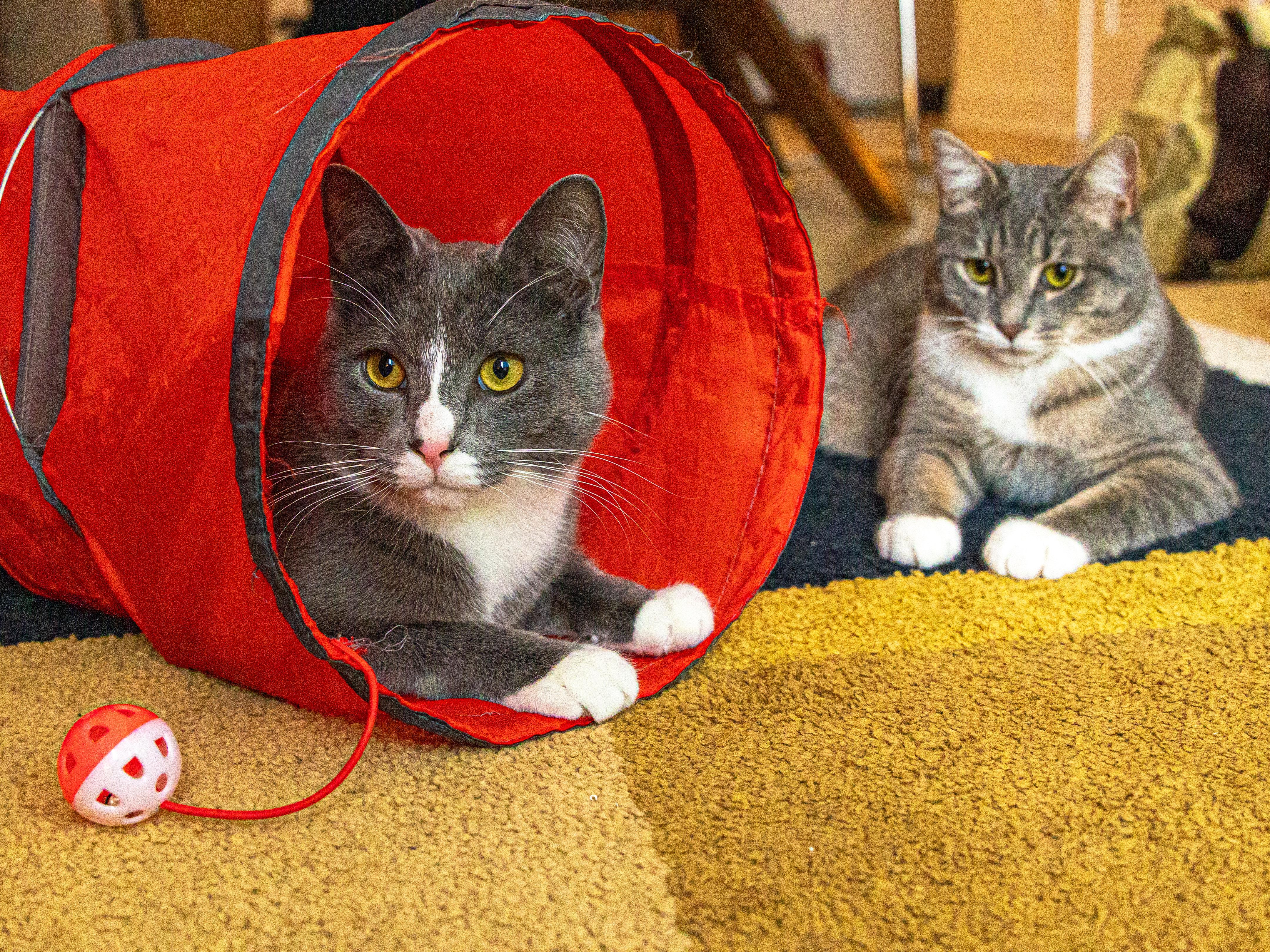 Monstera & Aloe (bonded pair), a Adoptable Domestic Short Hair in Montreal, QC image 2/6