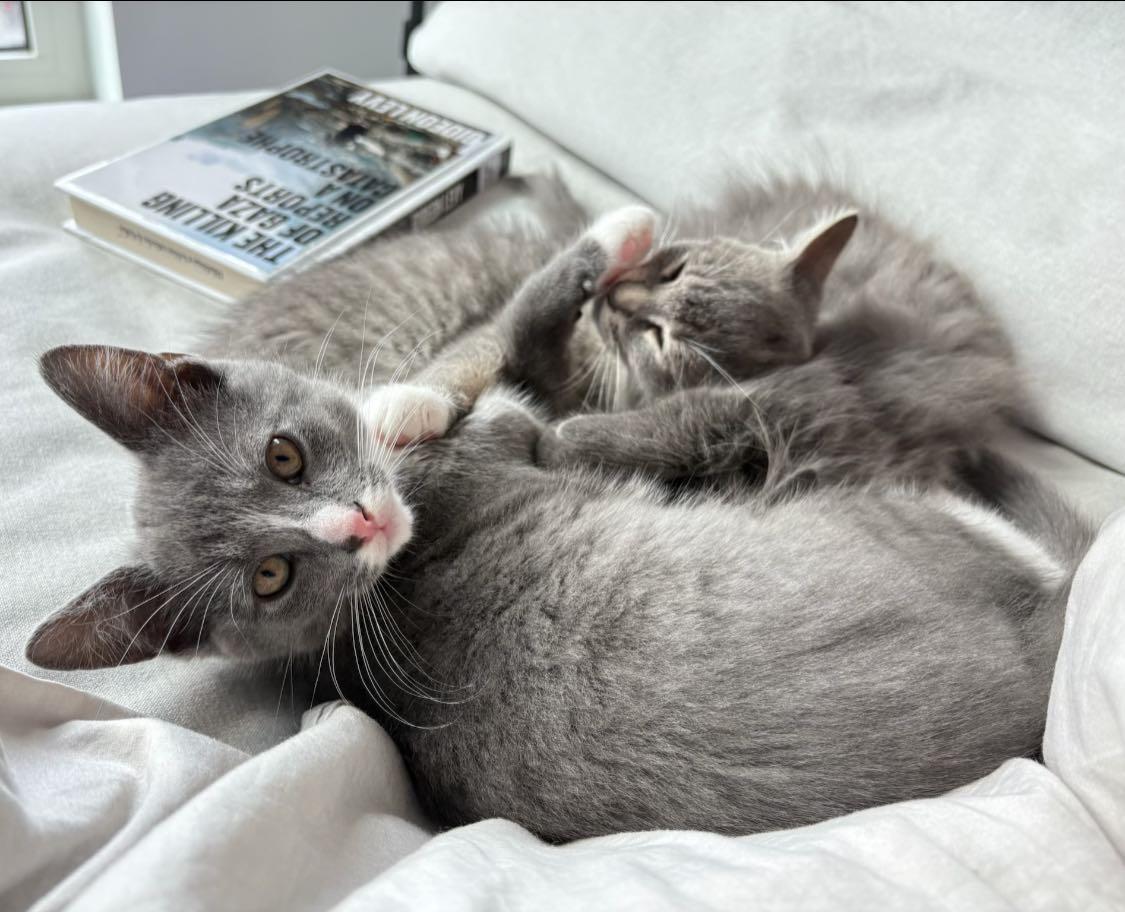 Enlarge Monstera & Aloe, a Adoptable Domestic Short Hair in Montreal, QC image 3/6