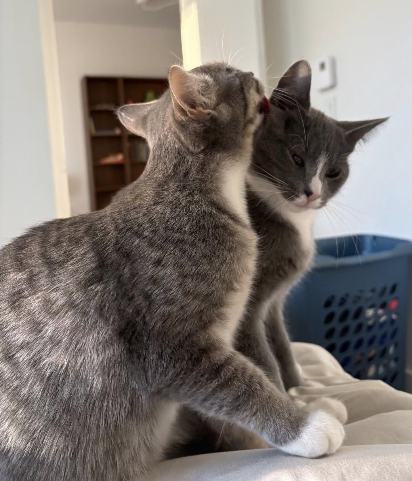 Enlarge Monstera & Aloe, a Adoptable Domestic Short Hair in Montreal, QC image 4/6