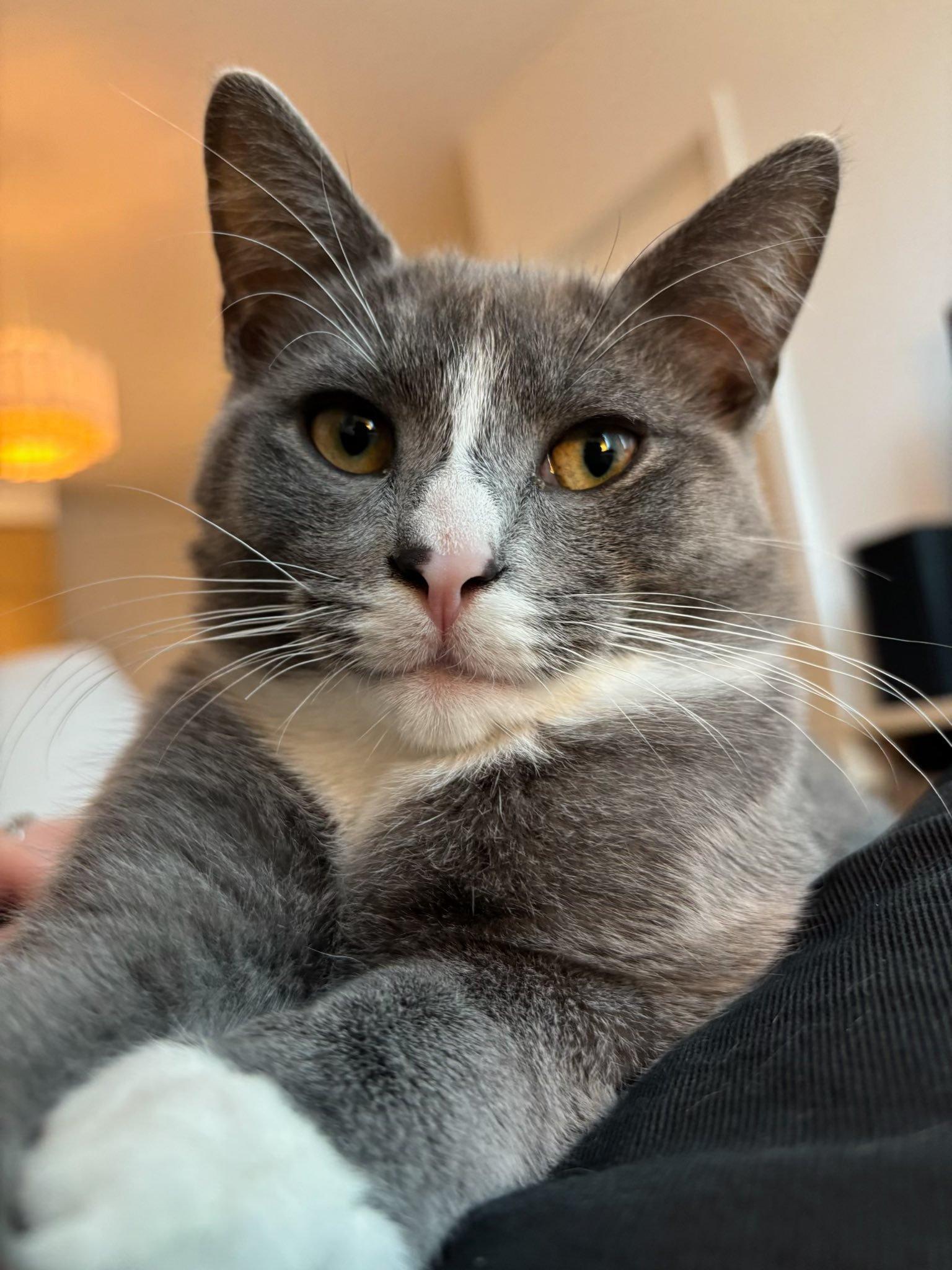 Enlarge Monstera & Aloe, a Adoptable Domestic Short Hair in Montreal, QC image 5/6