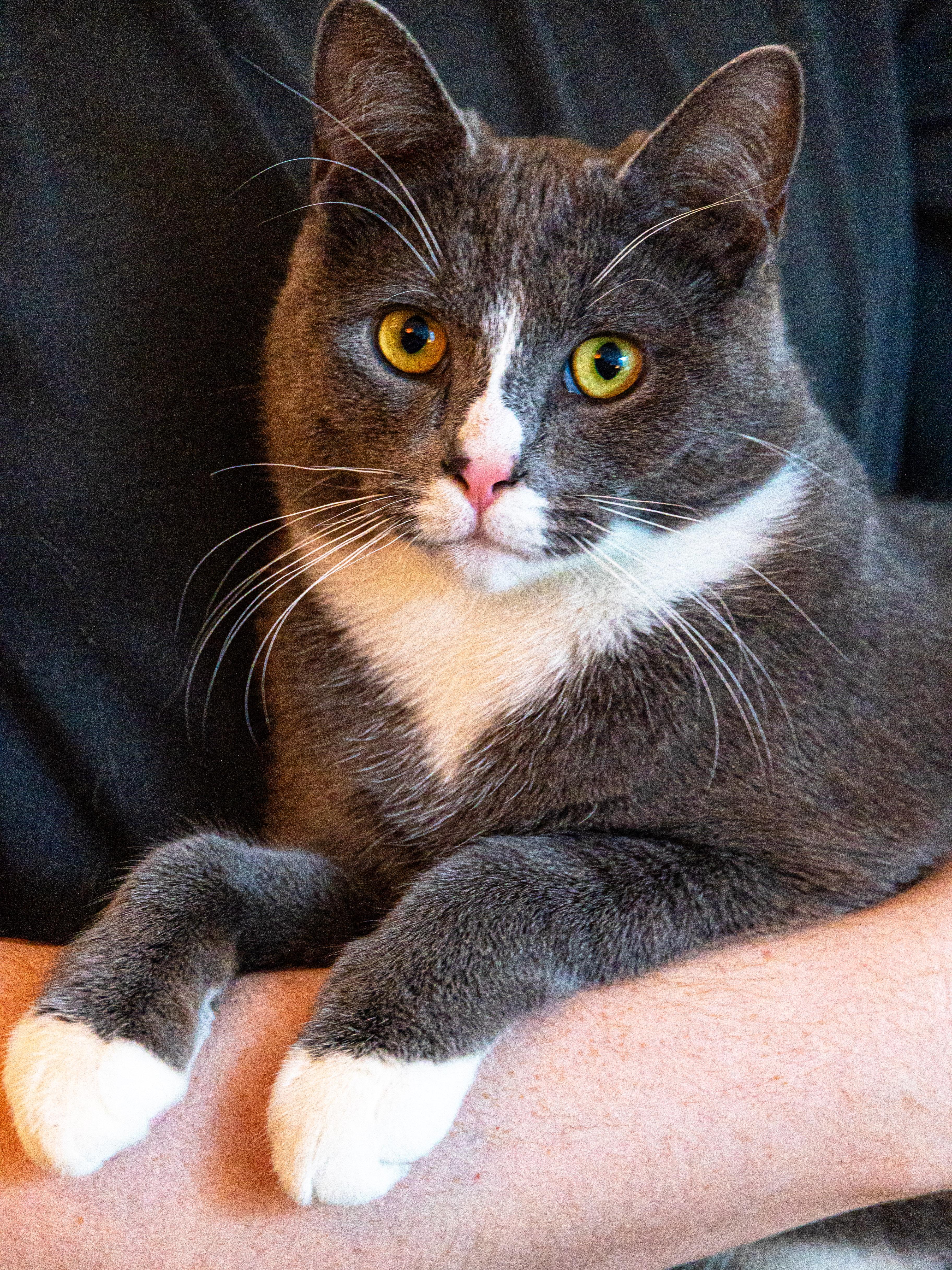 Monstera & Aloe (bonded pair), a Adoptable Domestic Short Hair in Montreal, QC image 4/6