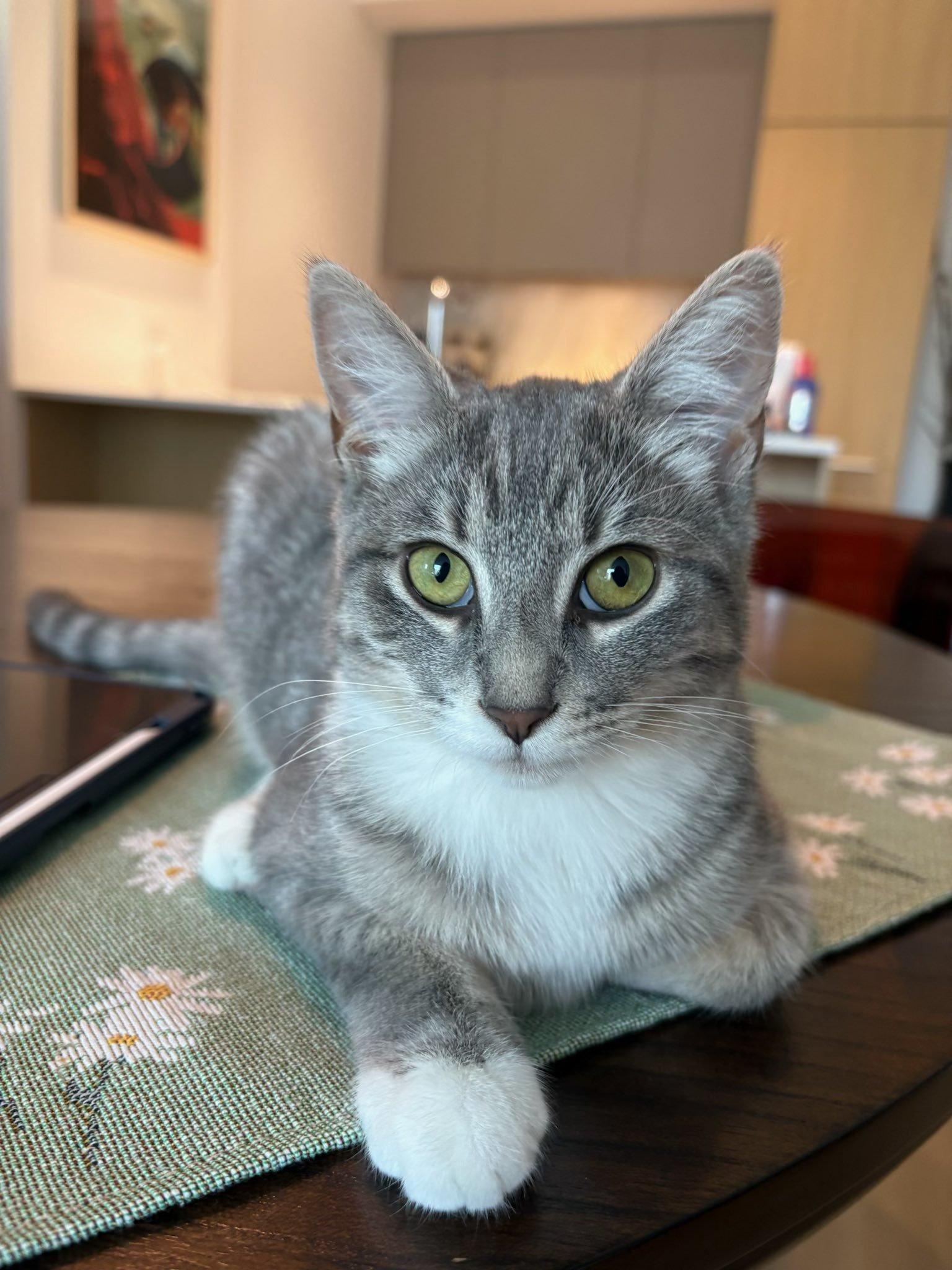 Enlarge Monstera & Aloe, a Adoptable Domestic Short Hair in Montreal, QC image 6/6