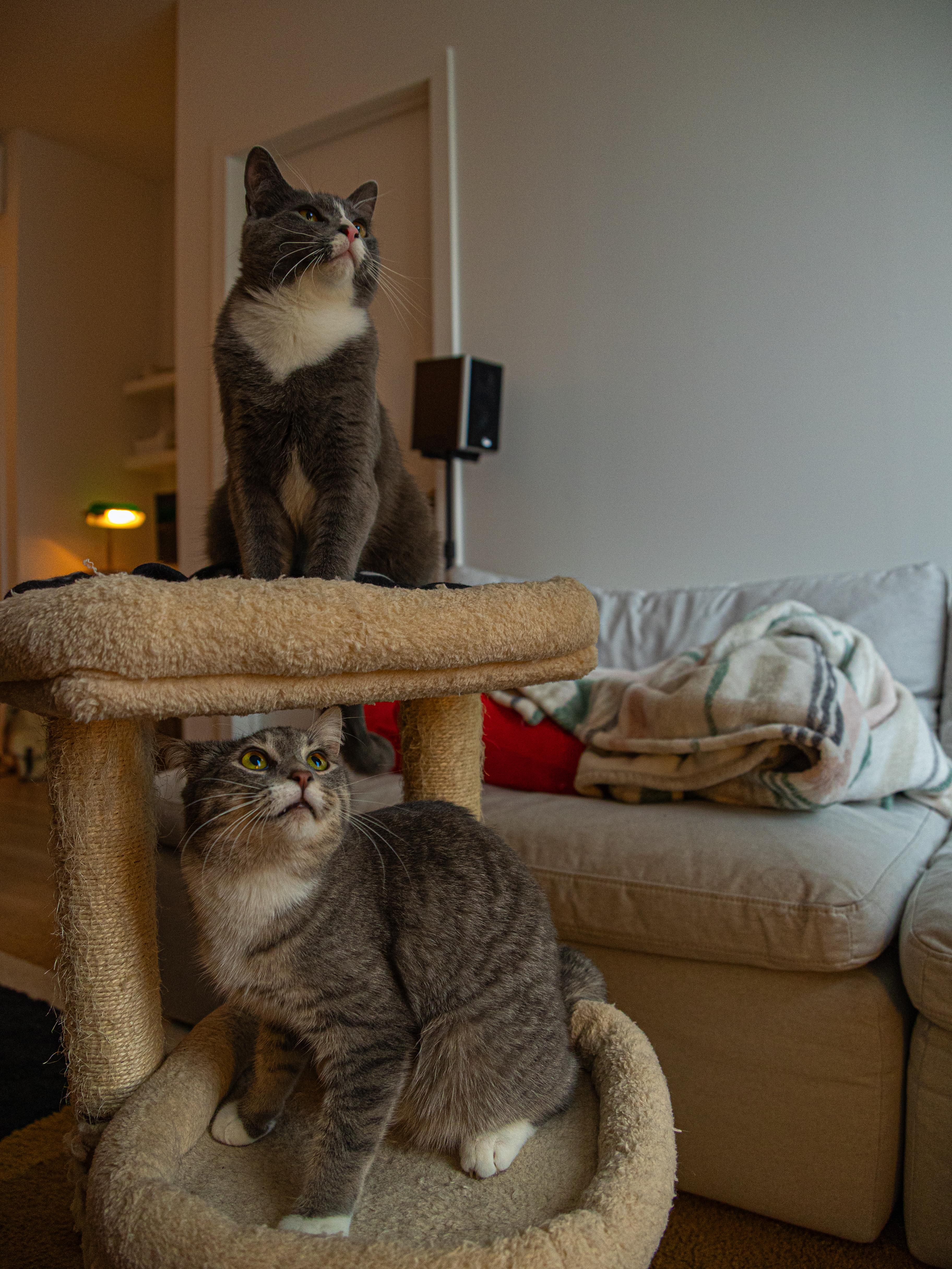 Monstera & Aloe (bonded pair), a Adoptable Domestic Short Hair in Montreal, QC image 6/6