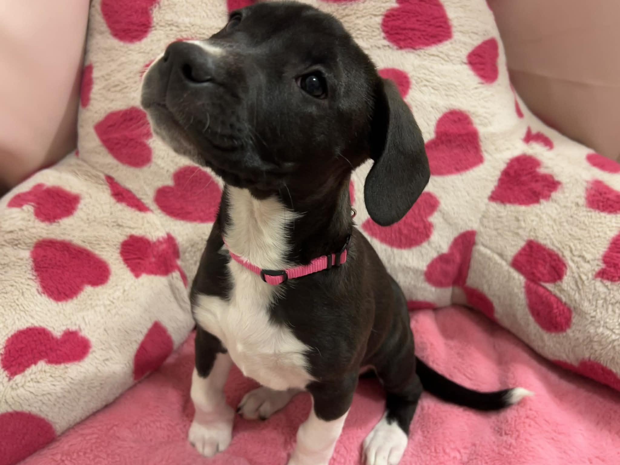 Enlarge Poppy, an adoptable mixed breed in Kansas City, MO image 5/5