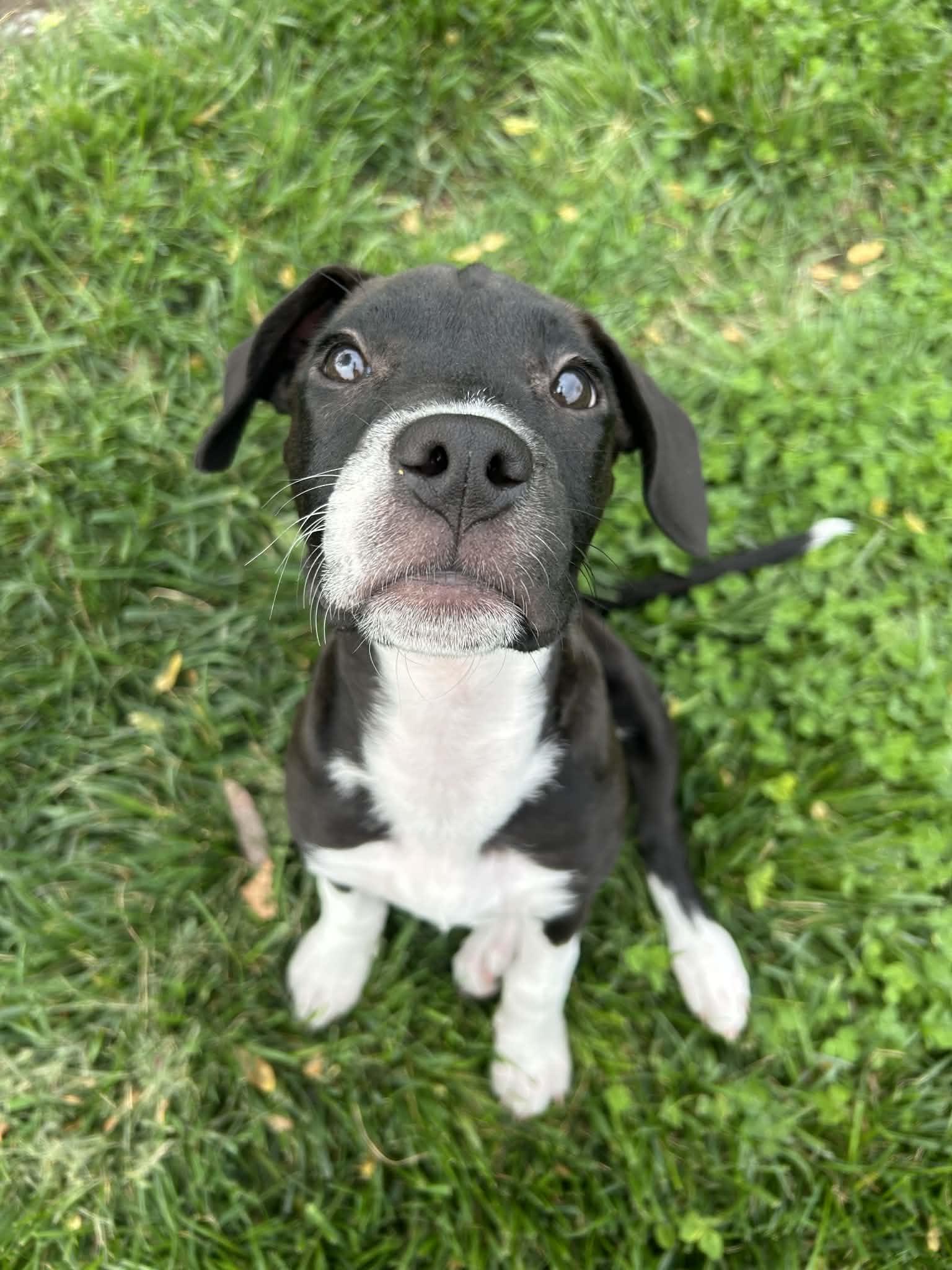 Enlarge Poppy, an adoptable mixed breed in Kansas City, MO image 1/5