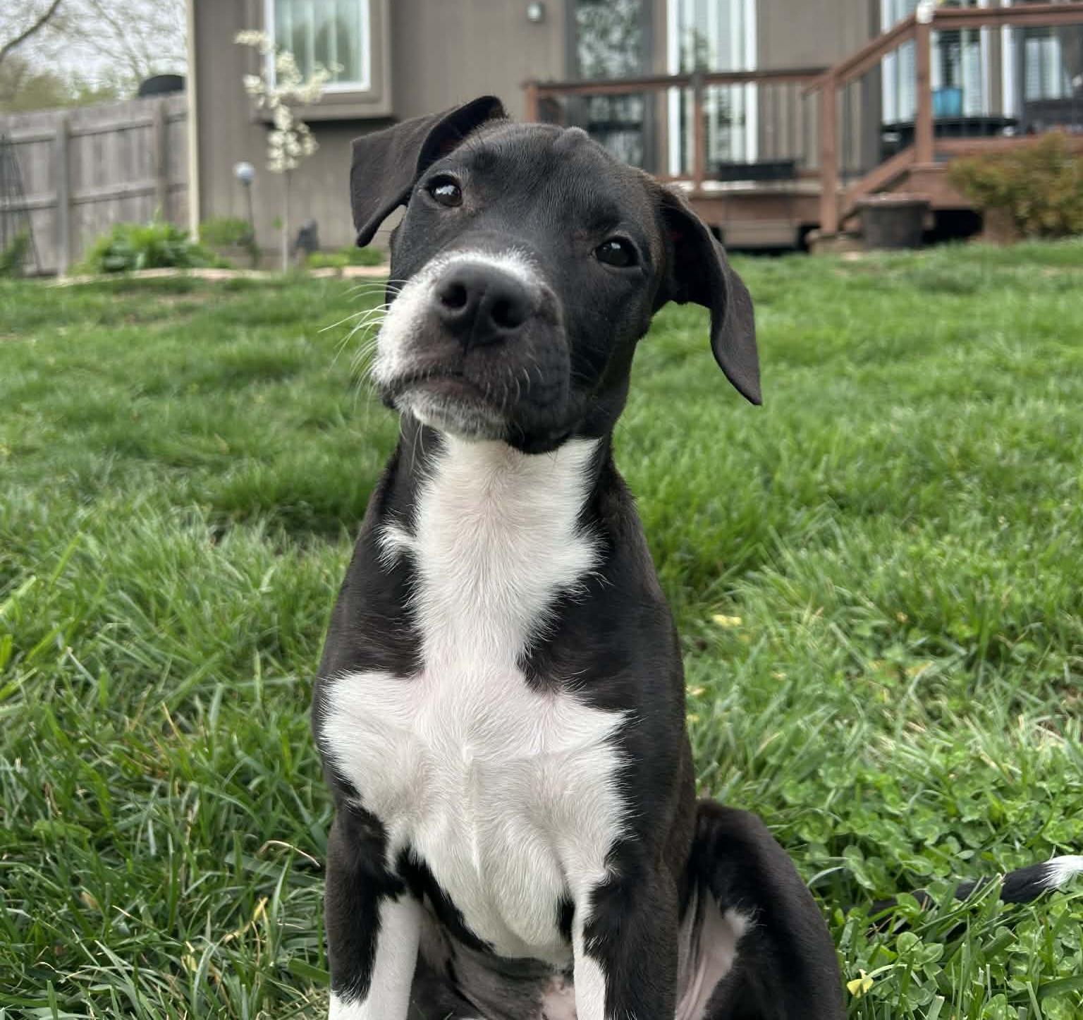 Enlarge Poppy, an adoptable mixed breed in Kansas City, MO image 2/5