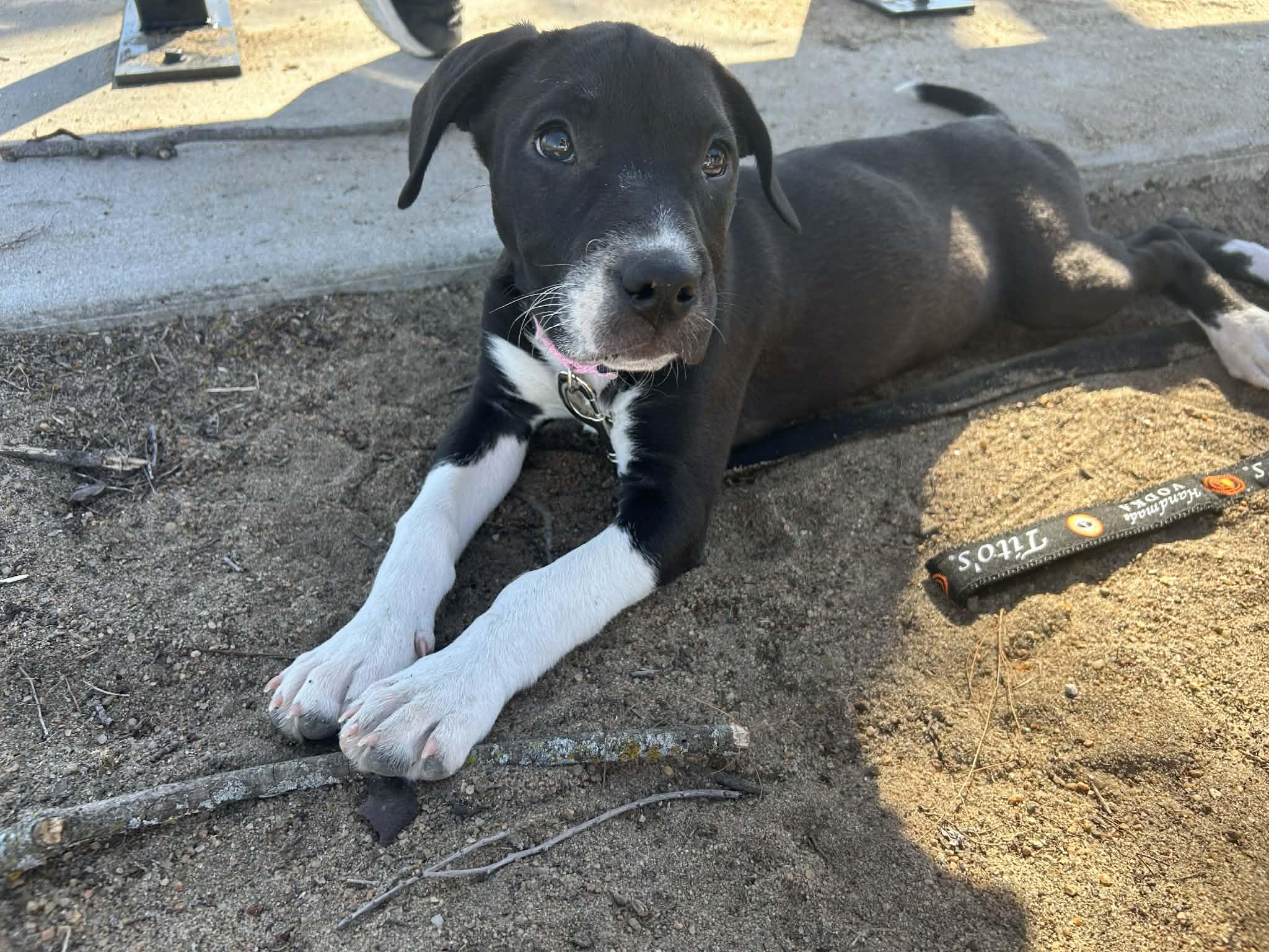 Enlarge Poppy, an adoptable mixed breed in Kansas City, MO image 3/5