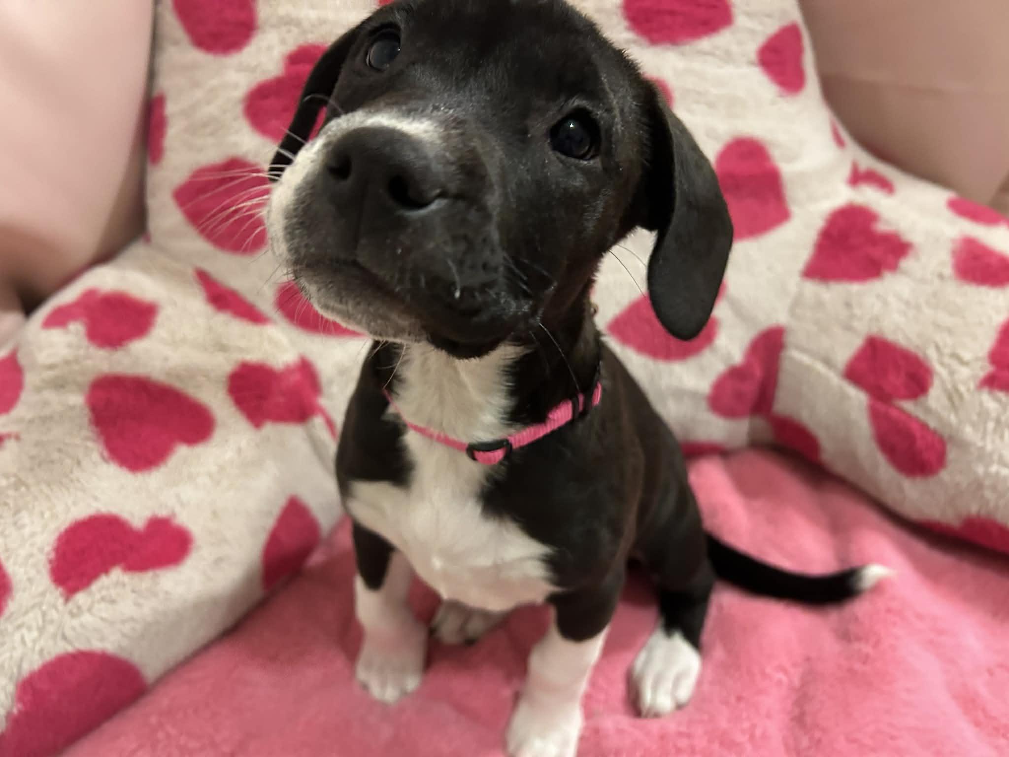 Enlarge Poppy, an adoptable mixed breed in Kansas City, MO image 4/5
