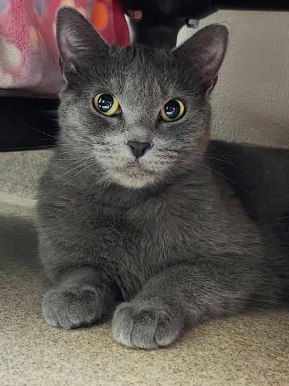 Amia - Sunshine loving feline!, ADOPTABLE, Young Female Domestic Short Hair.