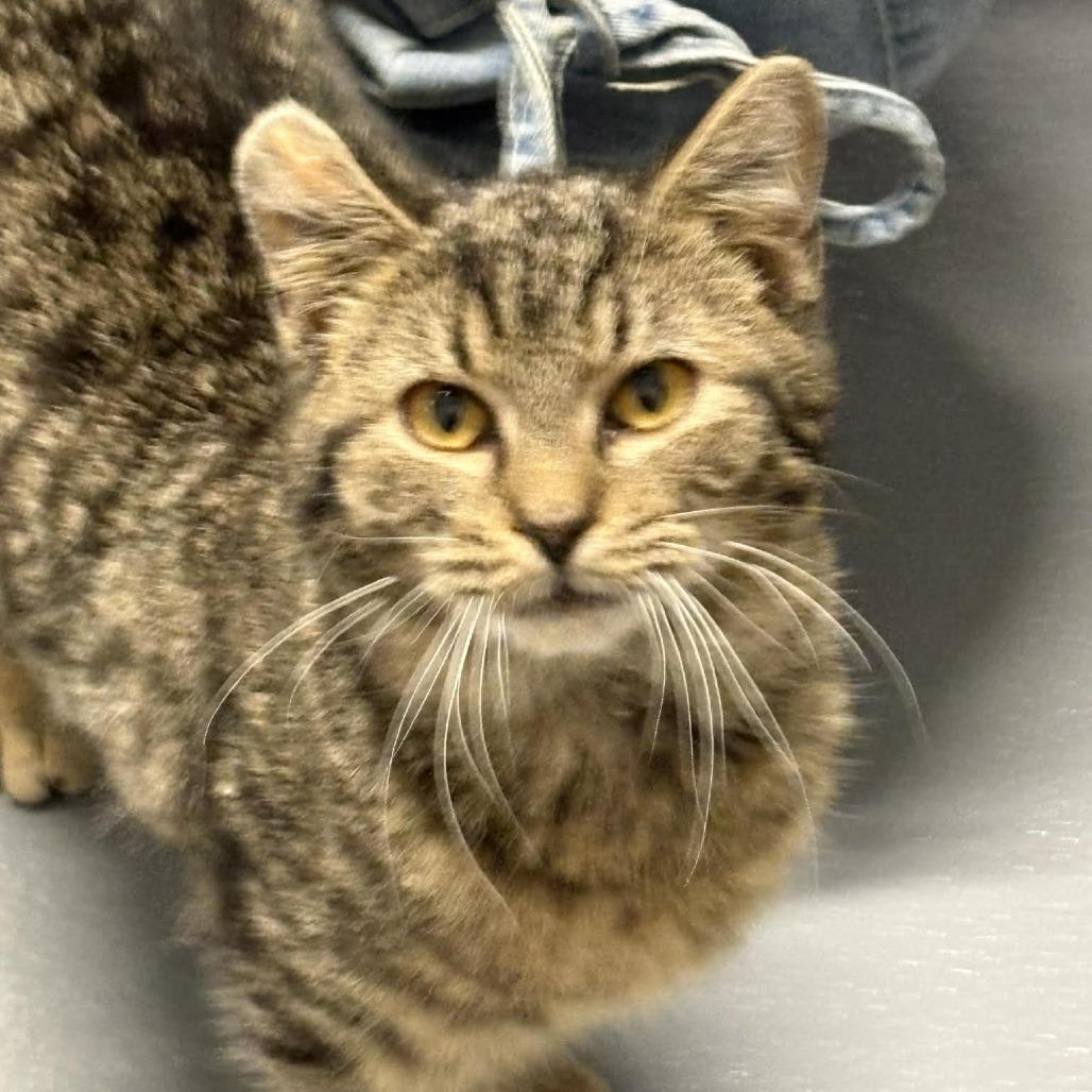 Hammy the Hammerhead Shark, Adoptable, Young Male Domestic Short Hair.