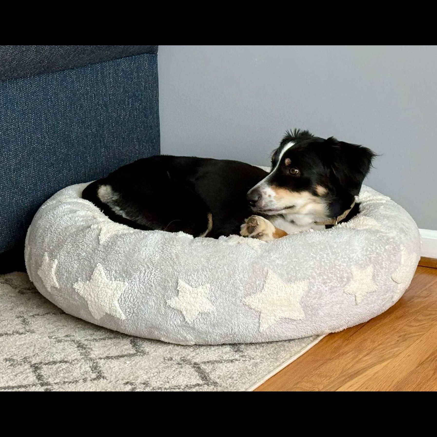 Enlarge Teddy Bear, a Adopted mixed breed in Rochester, NY image 2/5