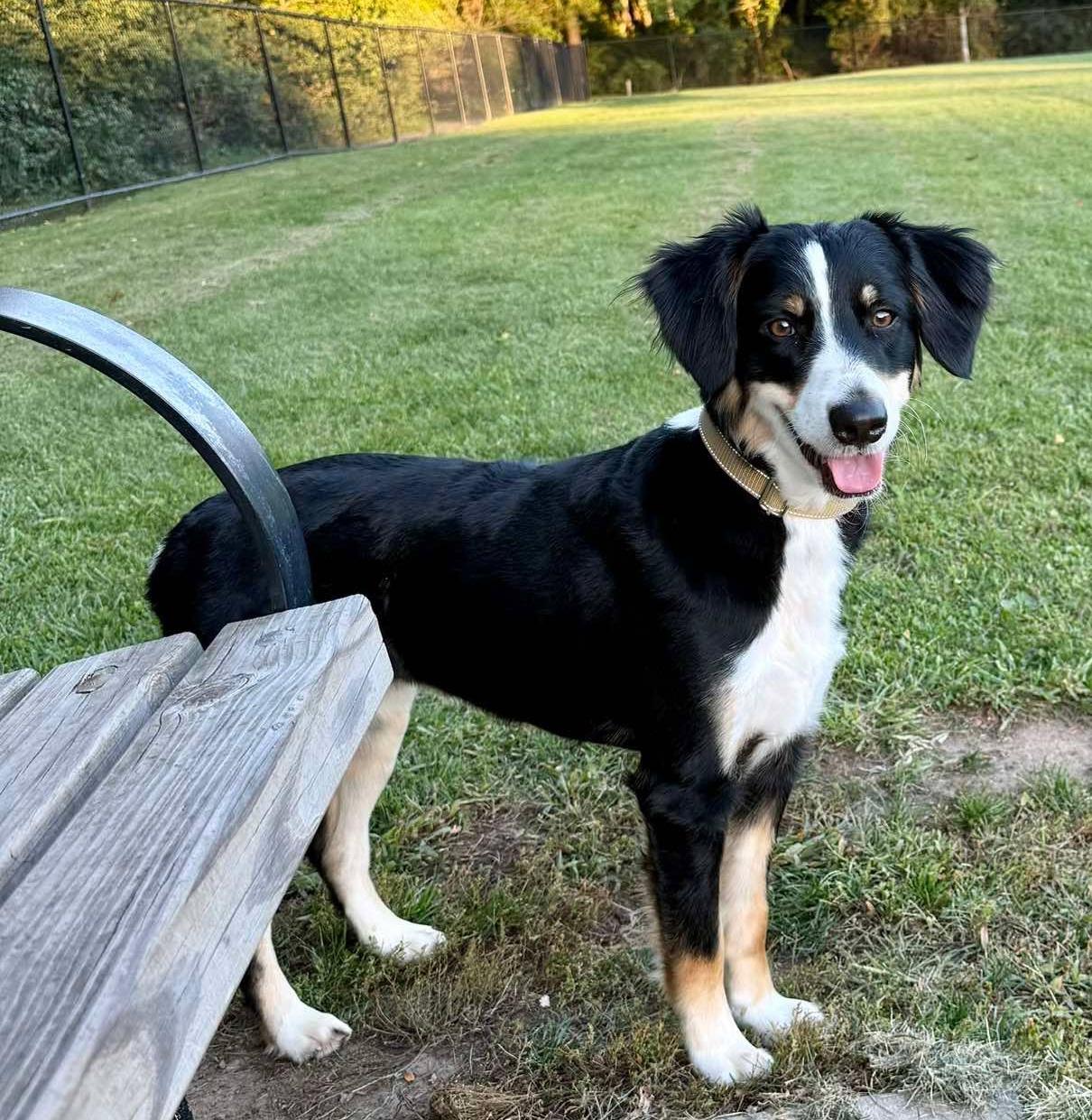 Enlarge Teddy Bear, a Adopted mixed breed in Rochester, NY image 5/5
