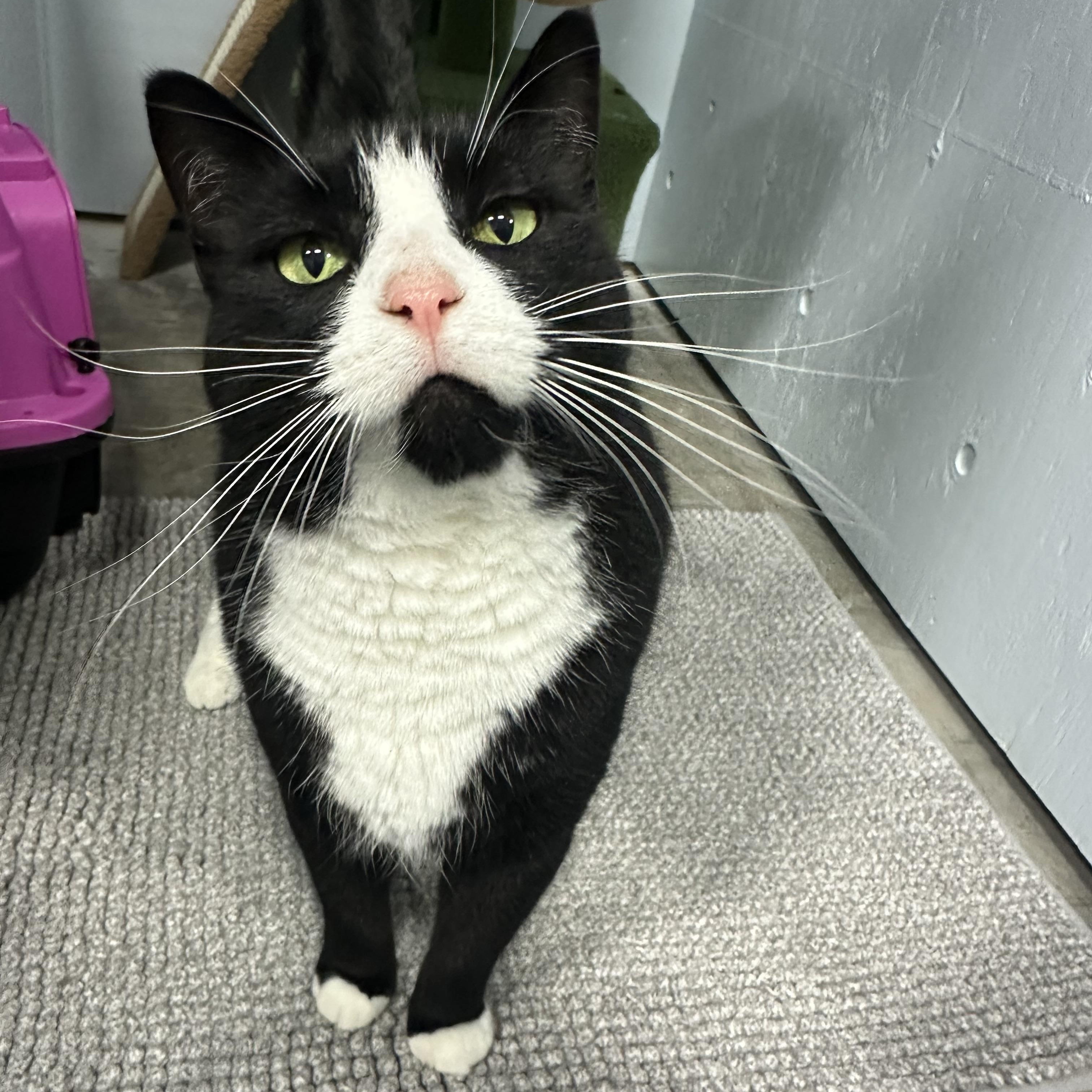 Enlarge Millie, a Adoptable Domestic Short Hair in Mission, BC image 4/5