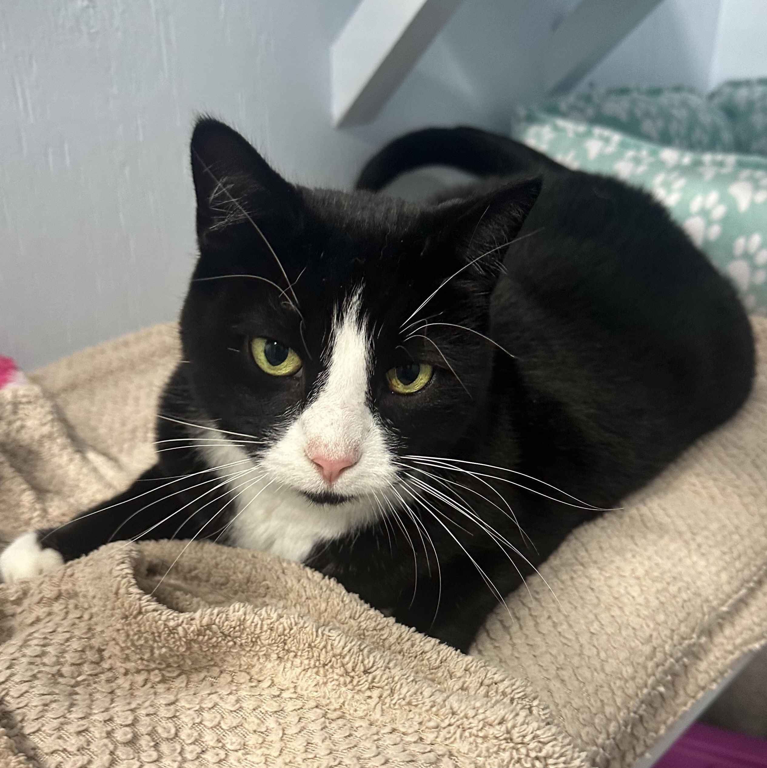 Enlarge Millie, a Adoptable Domestic Short Hair in Mission, BC image 3/5