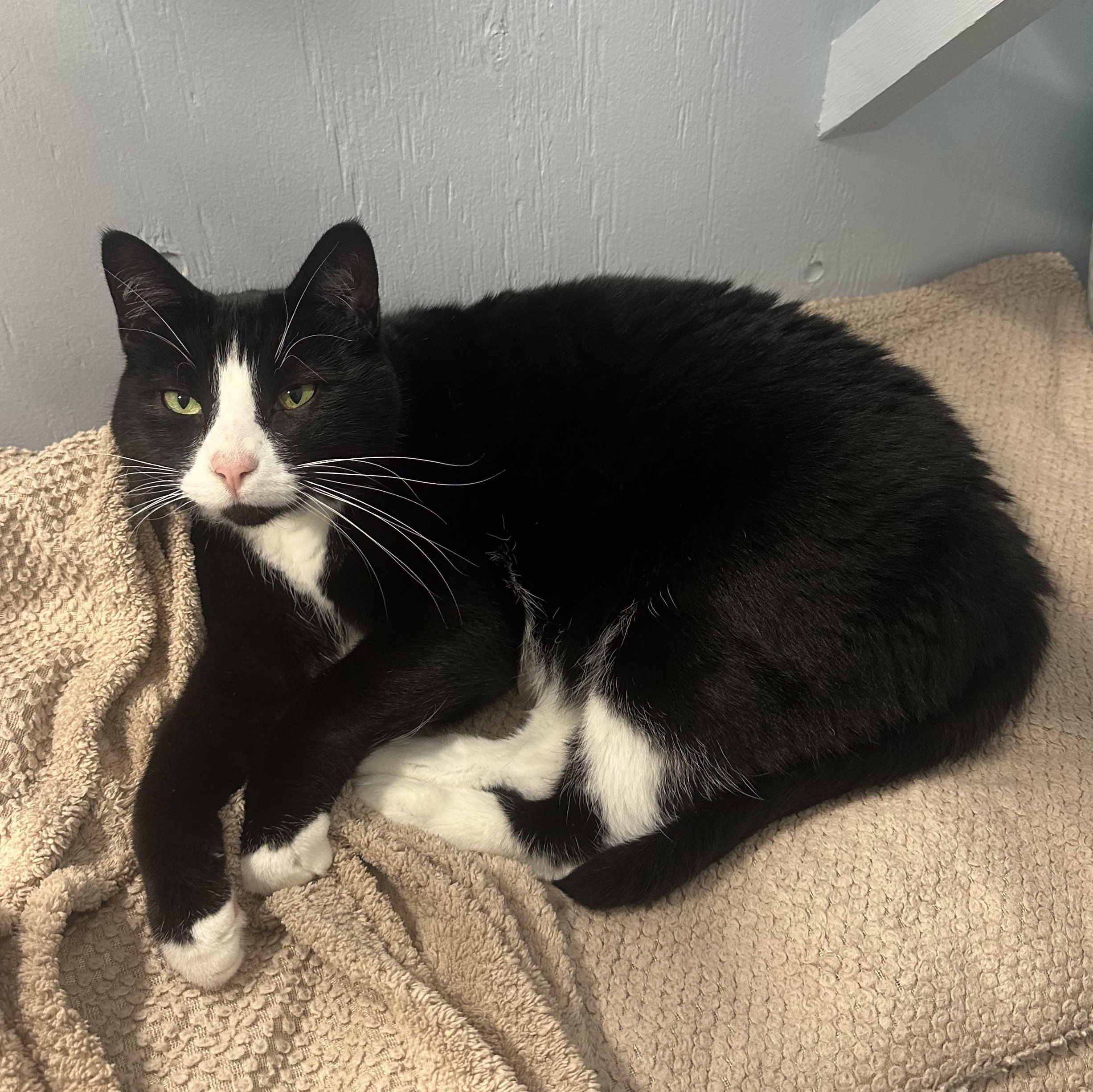 Enlarge Millie, a Adoptable Domestic Short Hair in Mission, BC image 2/5