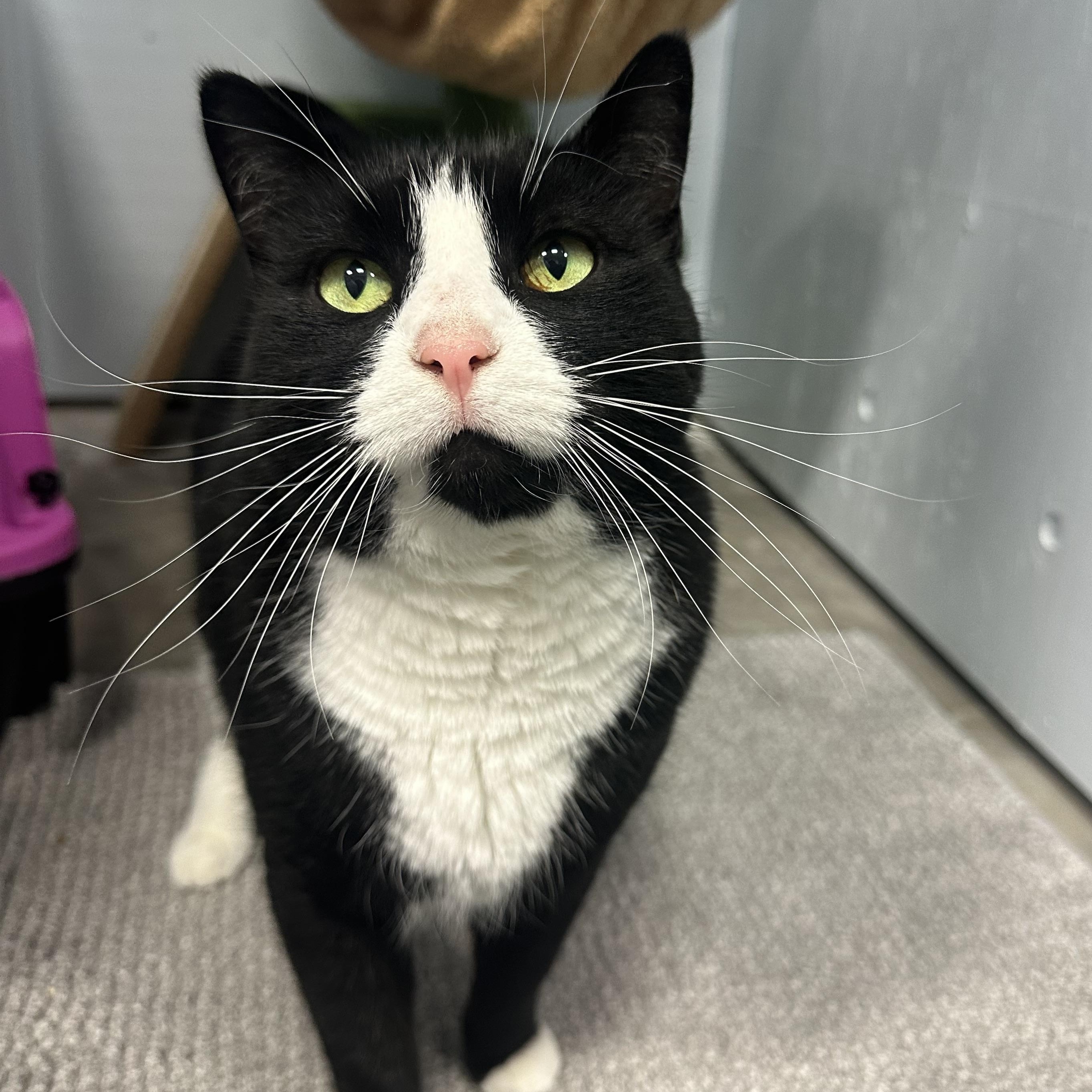 Enlarge Millie, a Adoptable Domestic Short Hair in Mission, BC image 5/5