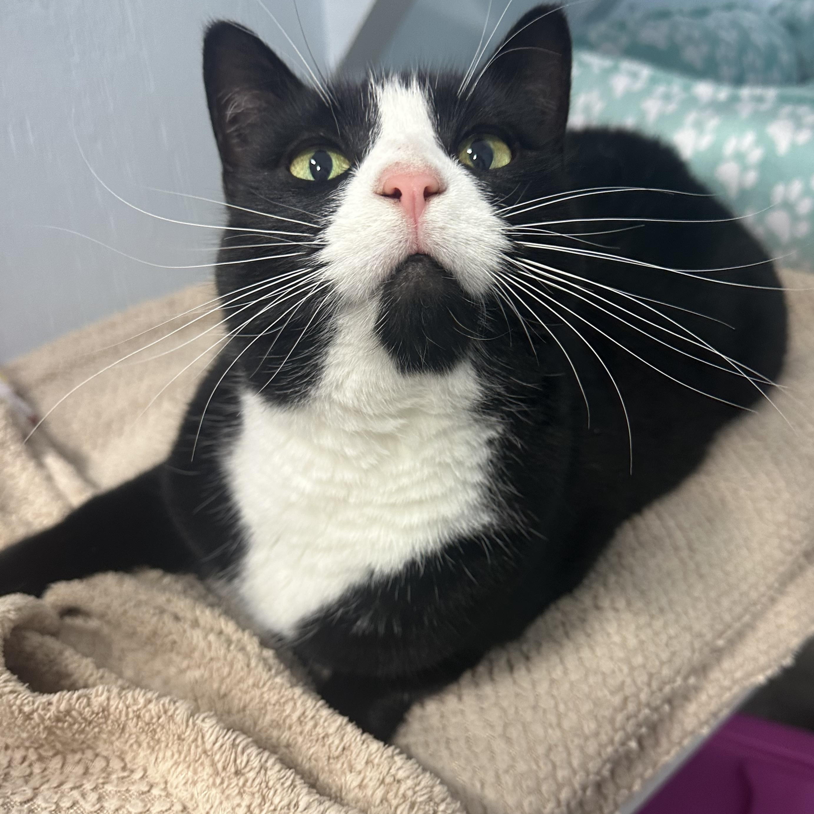 Millie, Adoptable, Adult Female Domestic Short Hair.