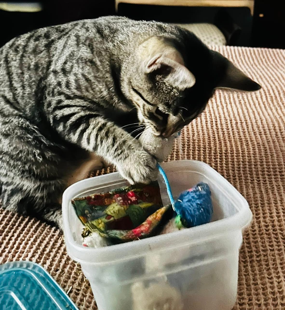 Ernie, a Adoptable Domestic Short Hair in Chicago, IL image 2/2