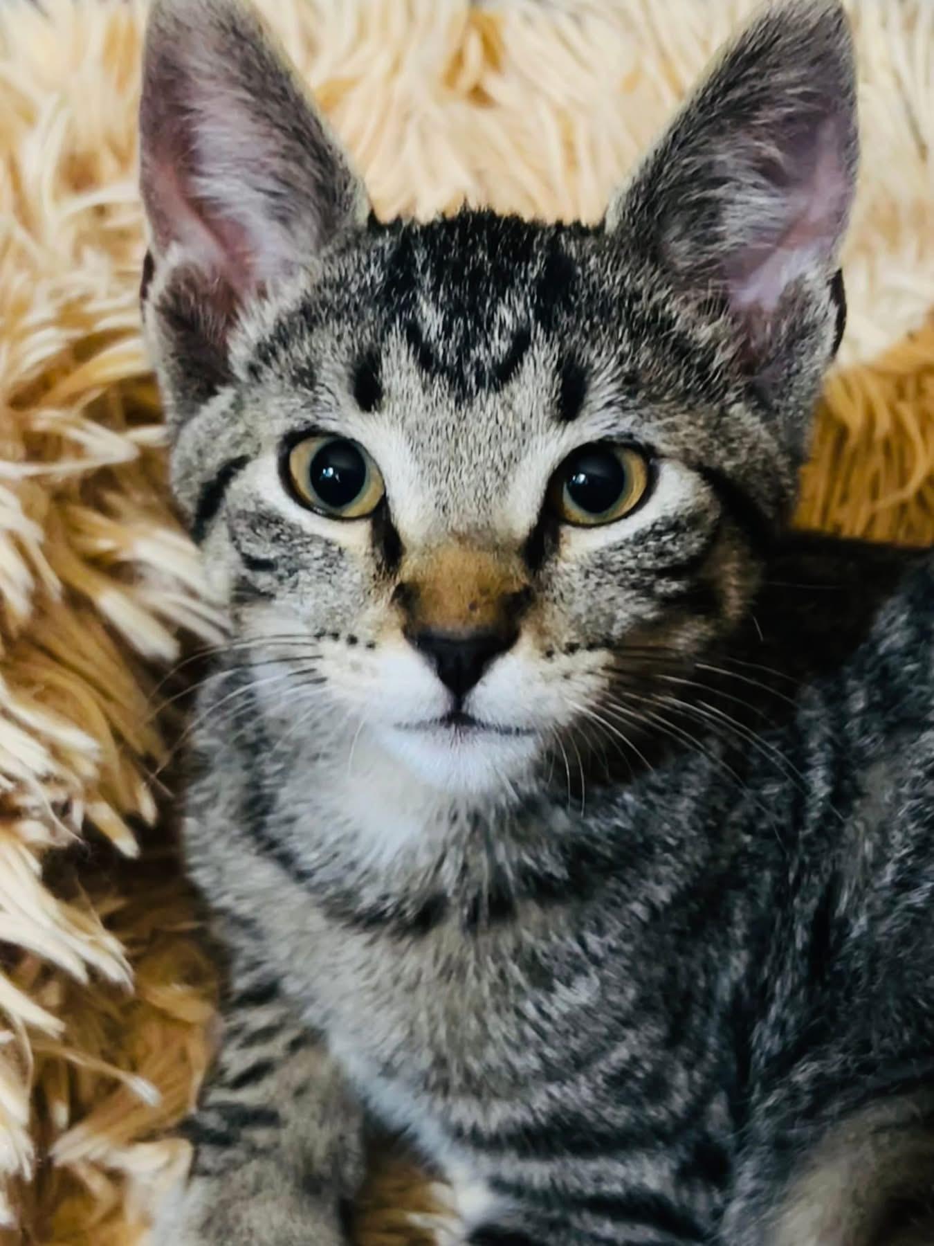 Ernie, a Adoptable Domestic Short Hair in Chicago, IL image 1/2