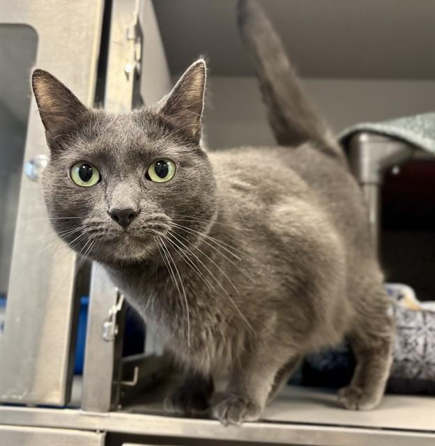 LEO, Adoptable, Adult Male Domestic Short Hair.