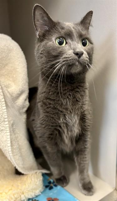 Enlarge LEO, a Adoptable Domestic Short Hair in Kalamazoo, MI image 1/1