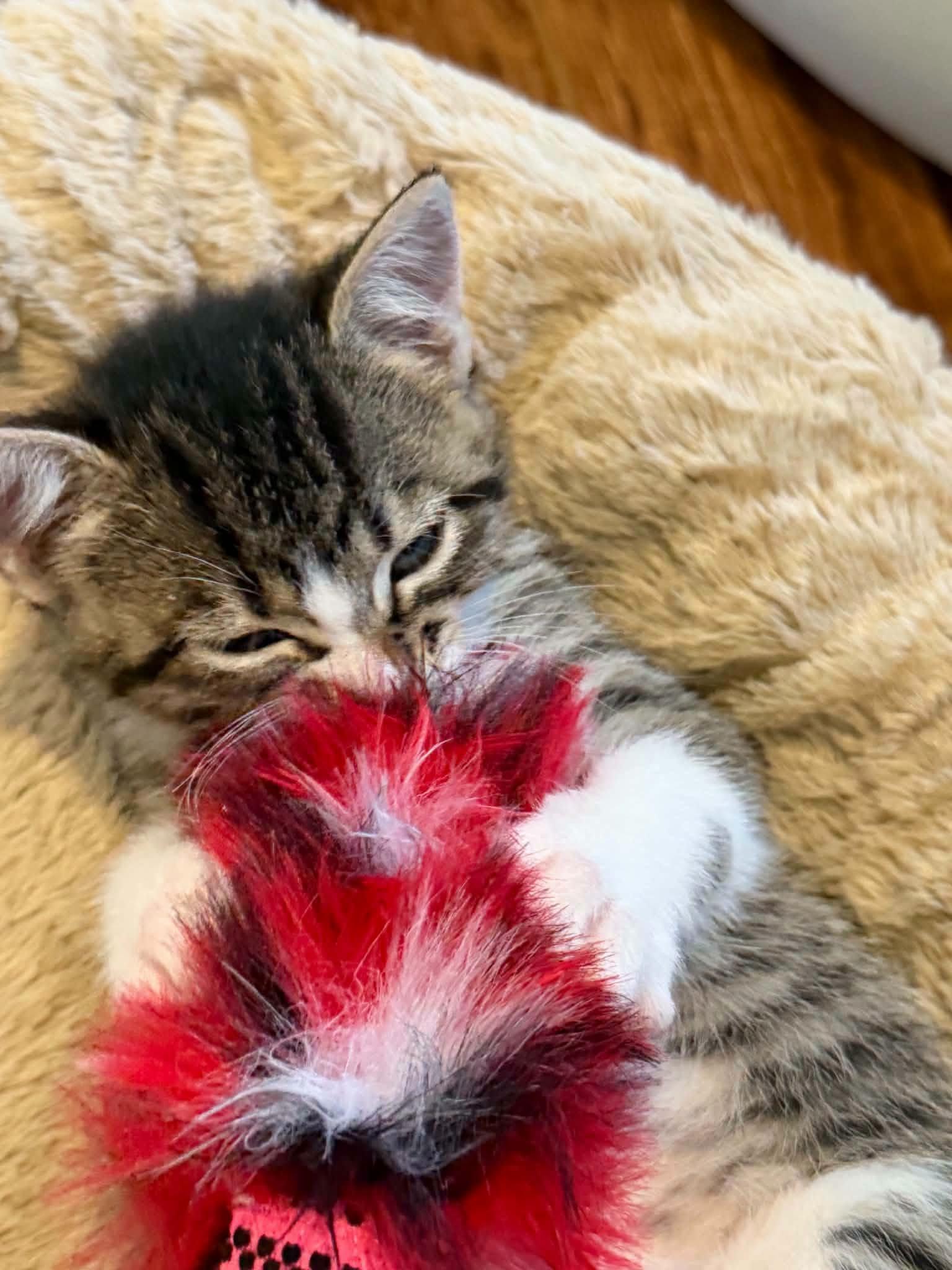 Enlarge Starling, a Adopted Domestic Short Hair in London, ON image 4/4