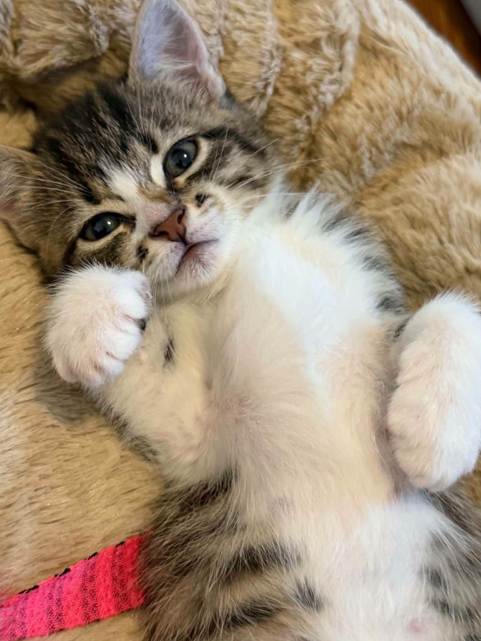 Starling, Adopted, Young Female Domestic Short Hair.